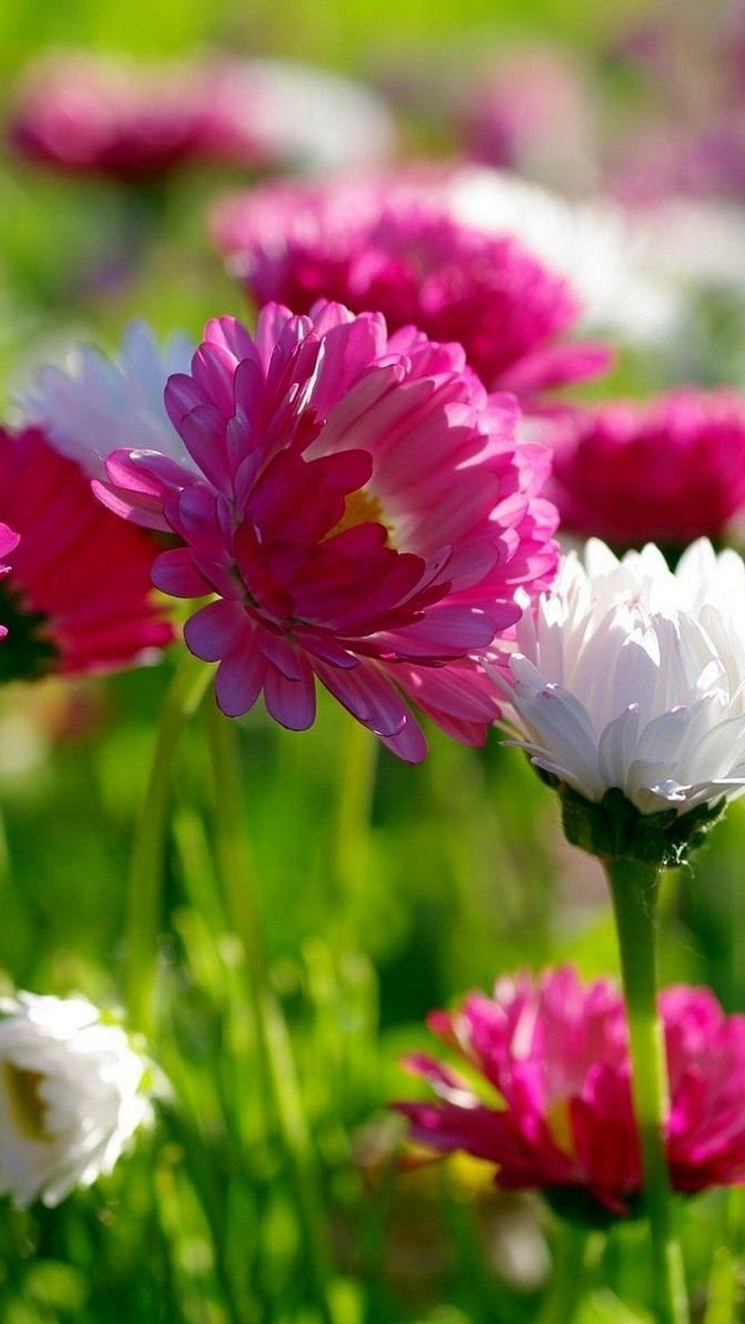 1080x1920 Springtime iPhone Wallpaper HD. Best HD Wallpaper. Flower iphone wallpaper, Spring flowers wallpaper, Vintage flowers wallpaper