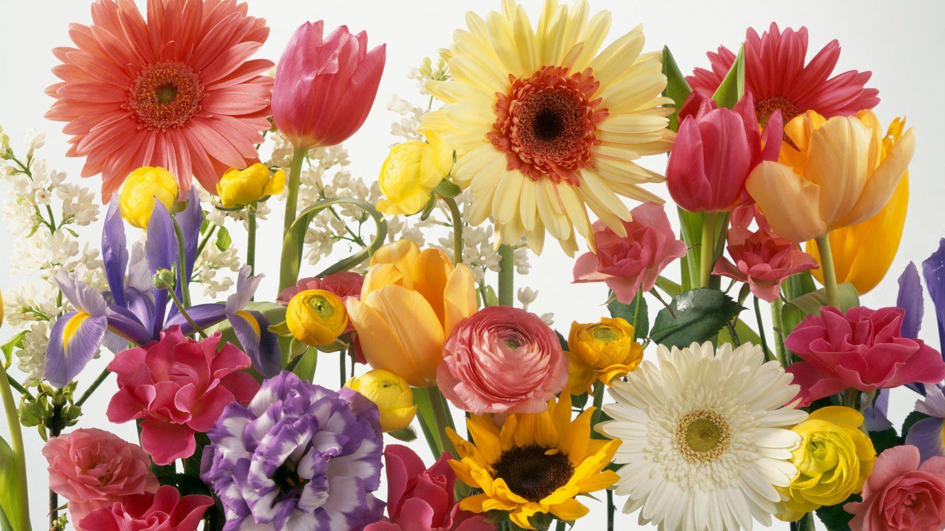 1920x1080 Free Spring Desktop Wallpaper. spring wallpaper HD desktop background free flowers spring wallpaper. Flower wallpaper, Spring wallpaper, Beautiful flowers wallpaper