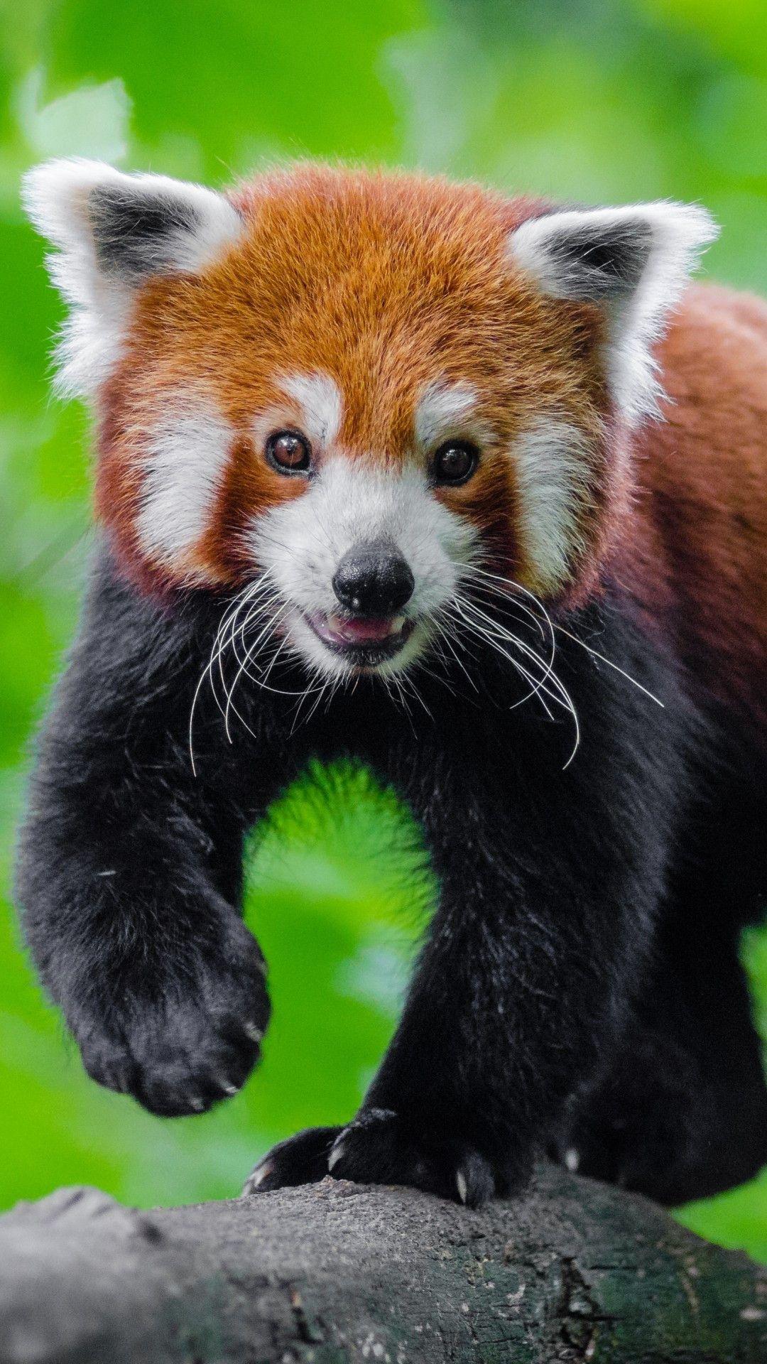 1080x1920 Red Panda Phone Wallpaper