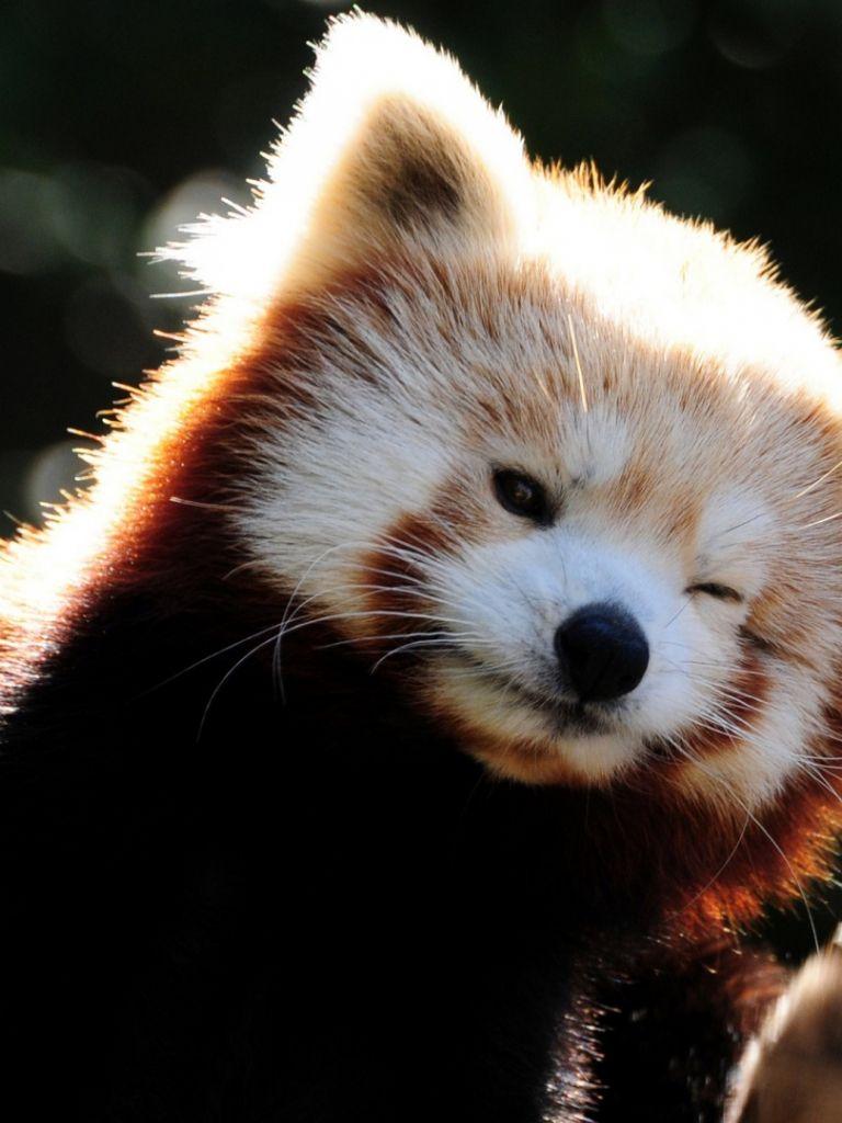 768x1024 Free download Cute Red Panda Wallpaper 1920x1080 Cute Red Panda [1920x1080] for your Desktop, Mobile & Tablet. Explore Baby Red Panda Wallpaper. Panda Bear Wallpaper, Panda HD Wallpaper, Cute