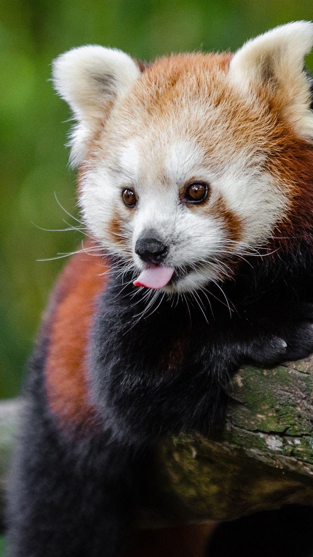 1080x1920 iPhone Wallpaper Red Panda