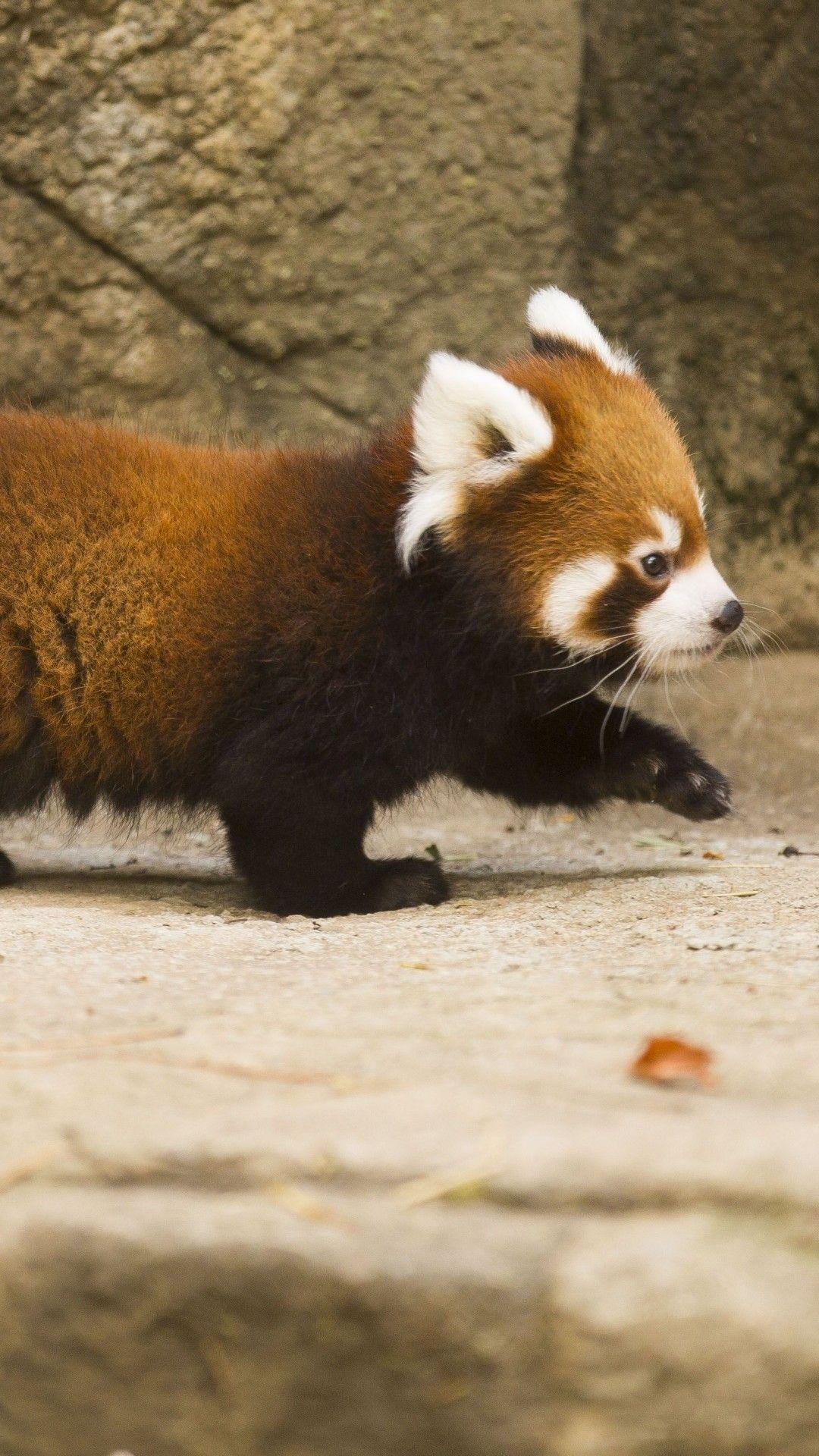 1080x1920 Red Panda Phone Wallpaper