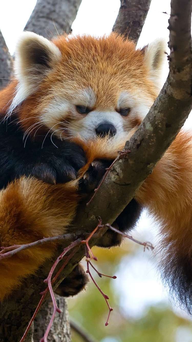 750x1334 iPhone Wallpaper Red Panda