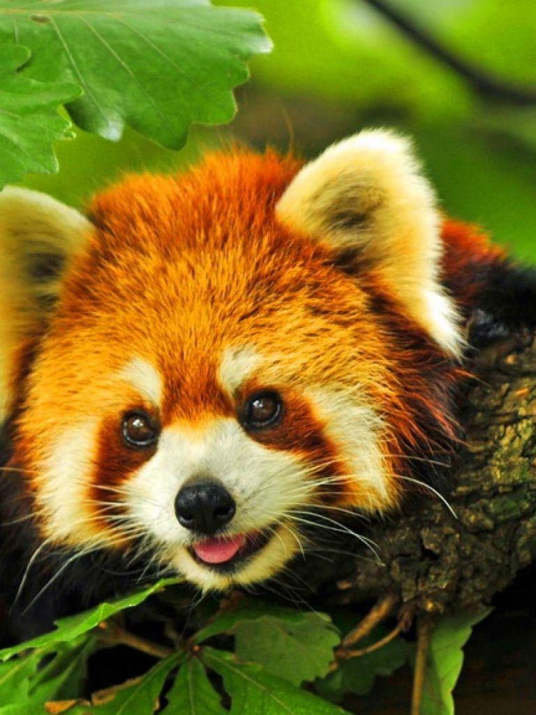 768x1024 Free download Cute Red Panda Wallpaper Cute Red Panda Cute iPhone 6 [1080x1920] for your Desktop, Mobile & Tablet. Explore Cute Red Panda Wallpaper. Red Panda Wallpaper
