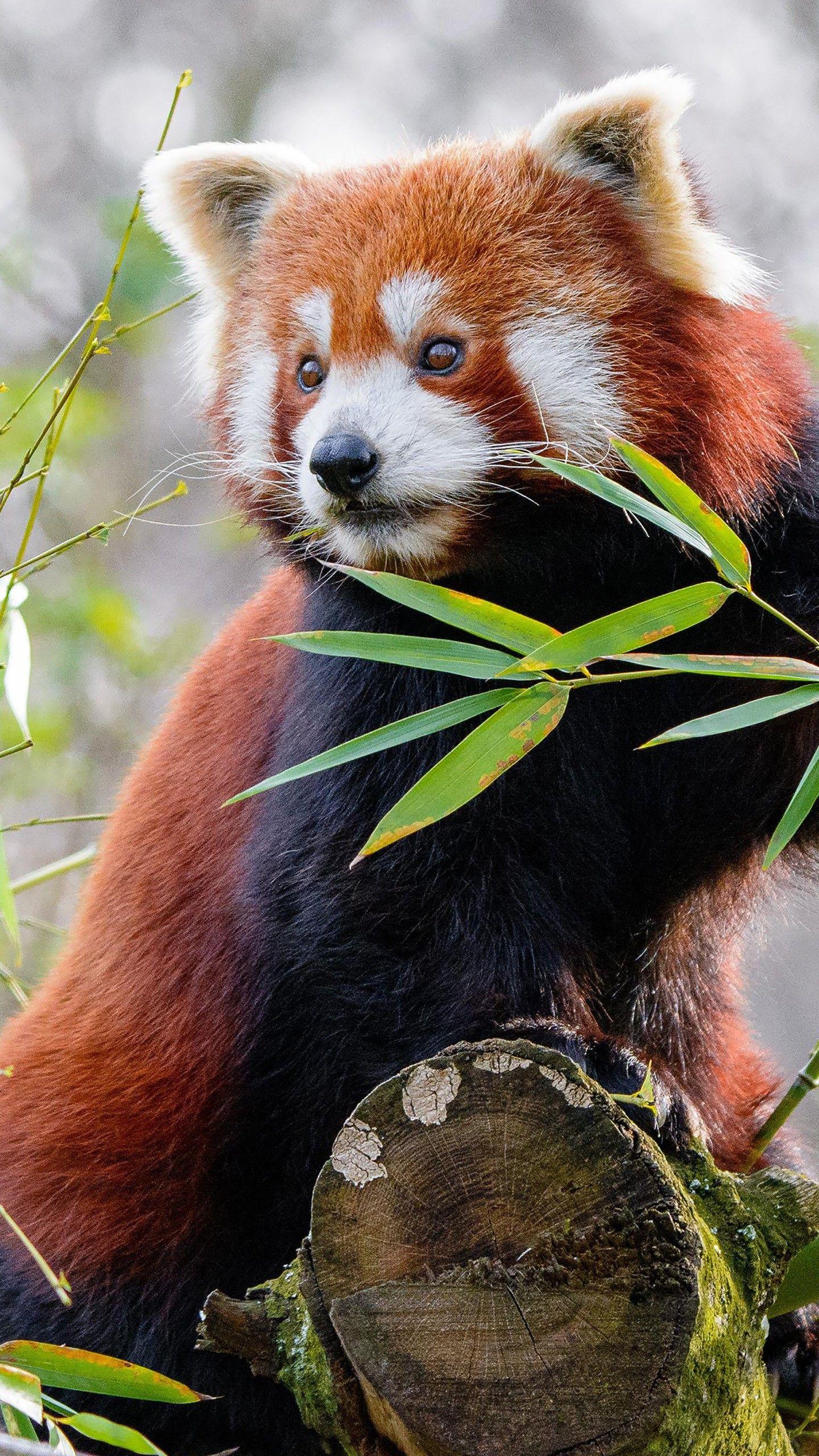 1440x2560 Animal Red Panda 4K HD Wallpaper