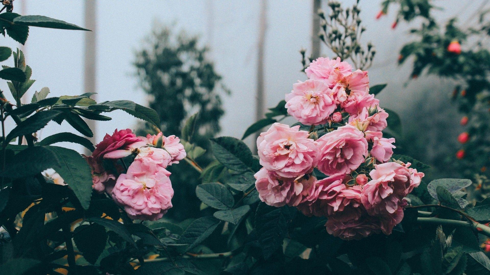 1920x1080 Aesthetic Flower Desktop Wallpaper HD HD Wallpaper