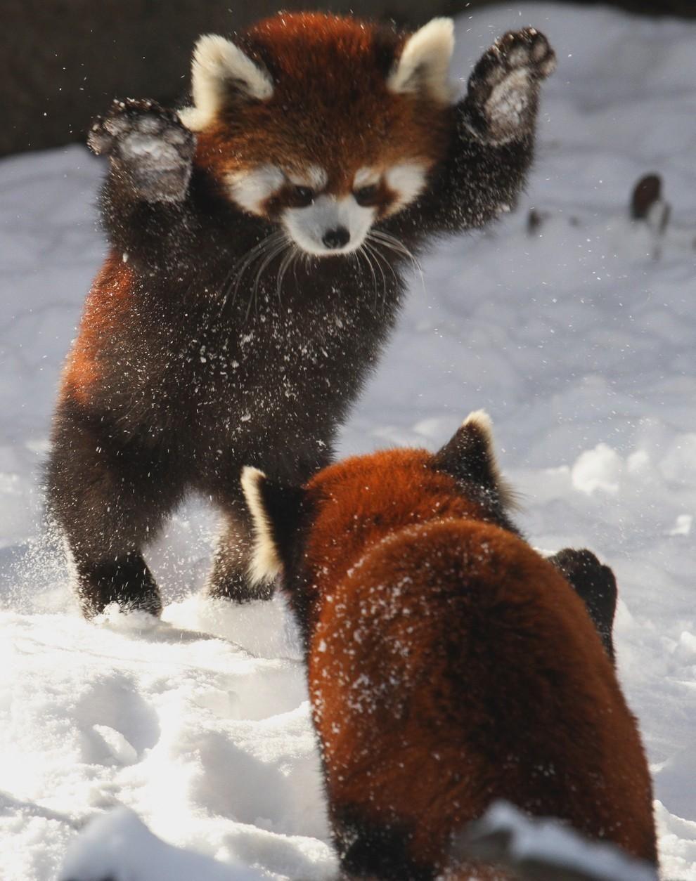 990x1254 Red Panda Phone Wallpaper