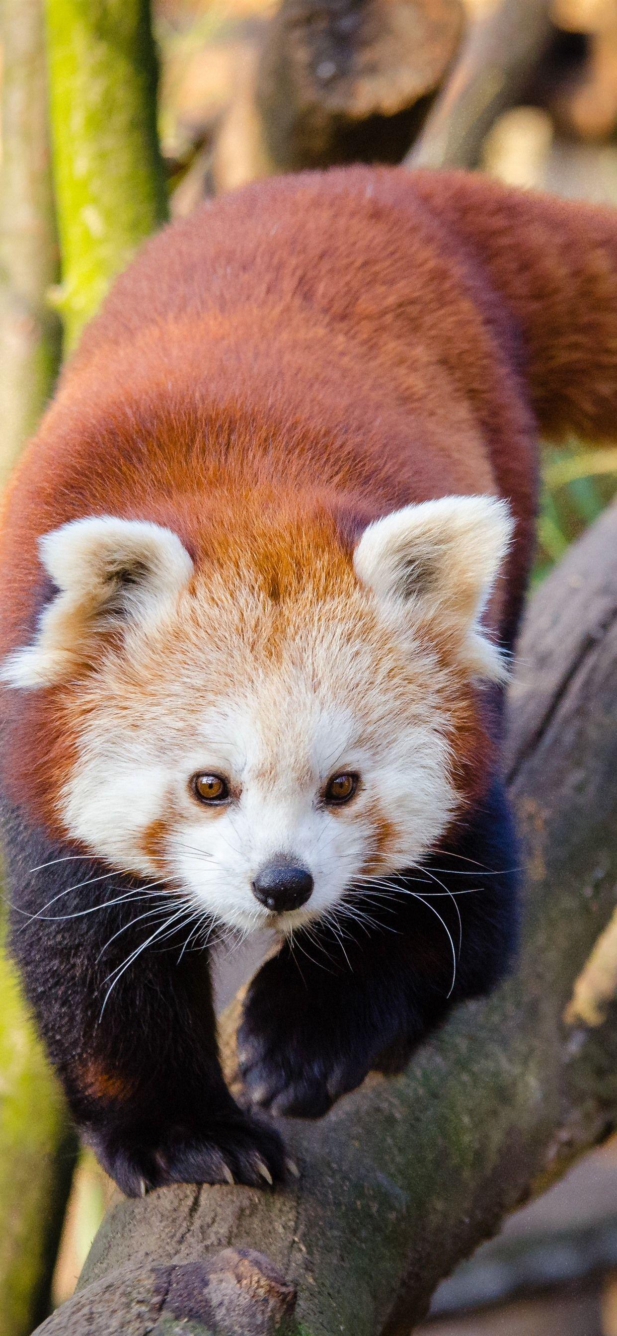 Red Panda Cute iPhone Wallpapers Top Free Red Panda Cute iPhone Backgrounds WallpaperAccess