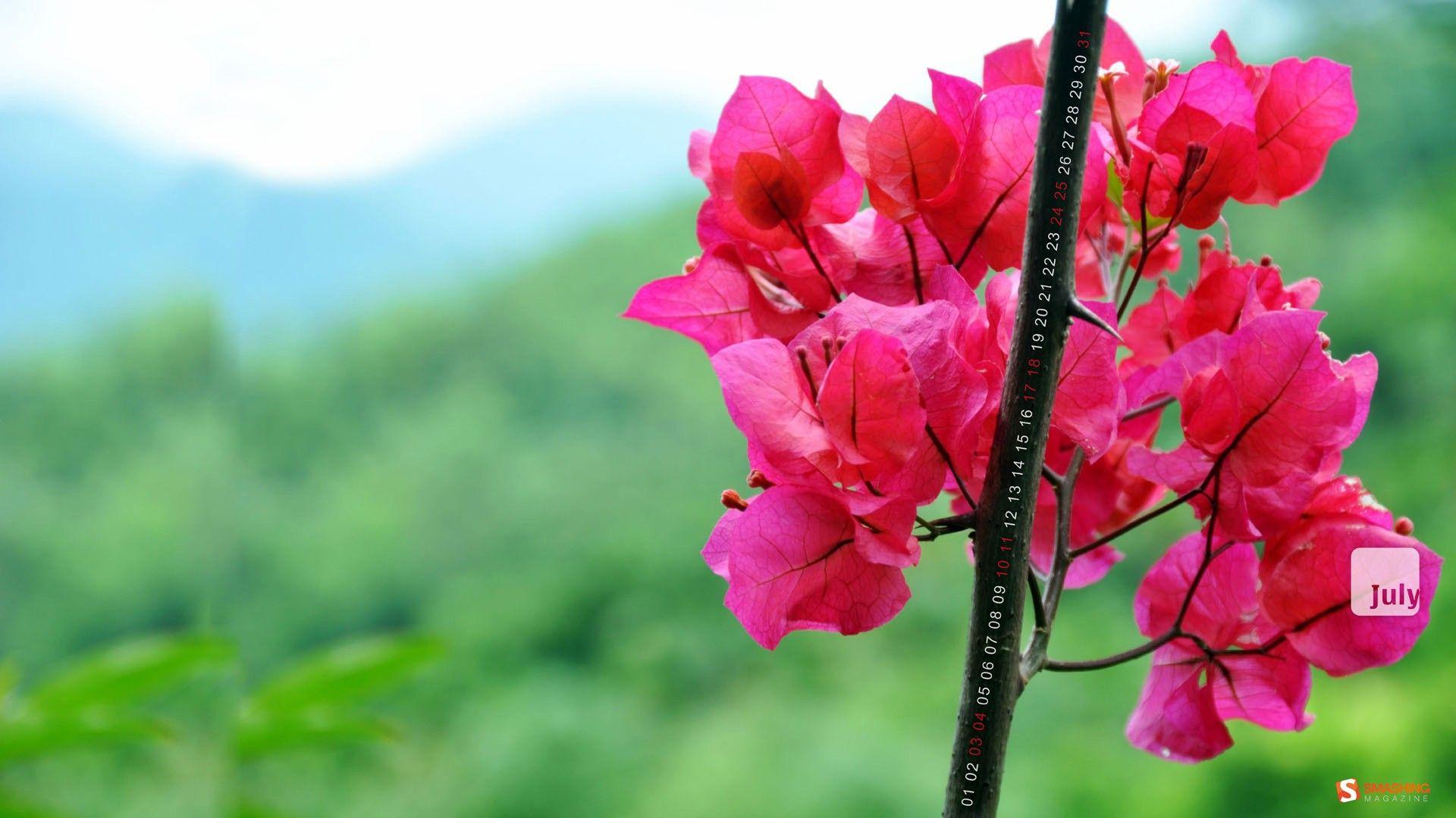 1920x1080 Hd Flower Desktop Wallpaper Wallpaper Of Flowers HD HD Wallpaper