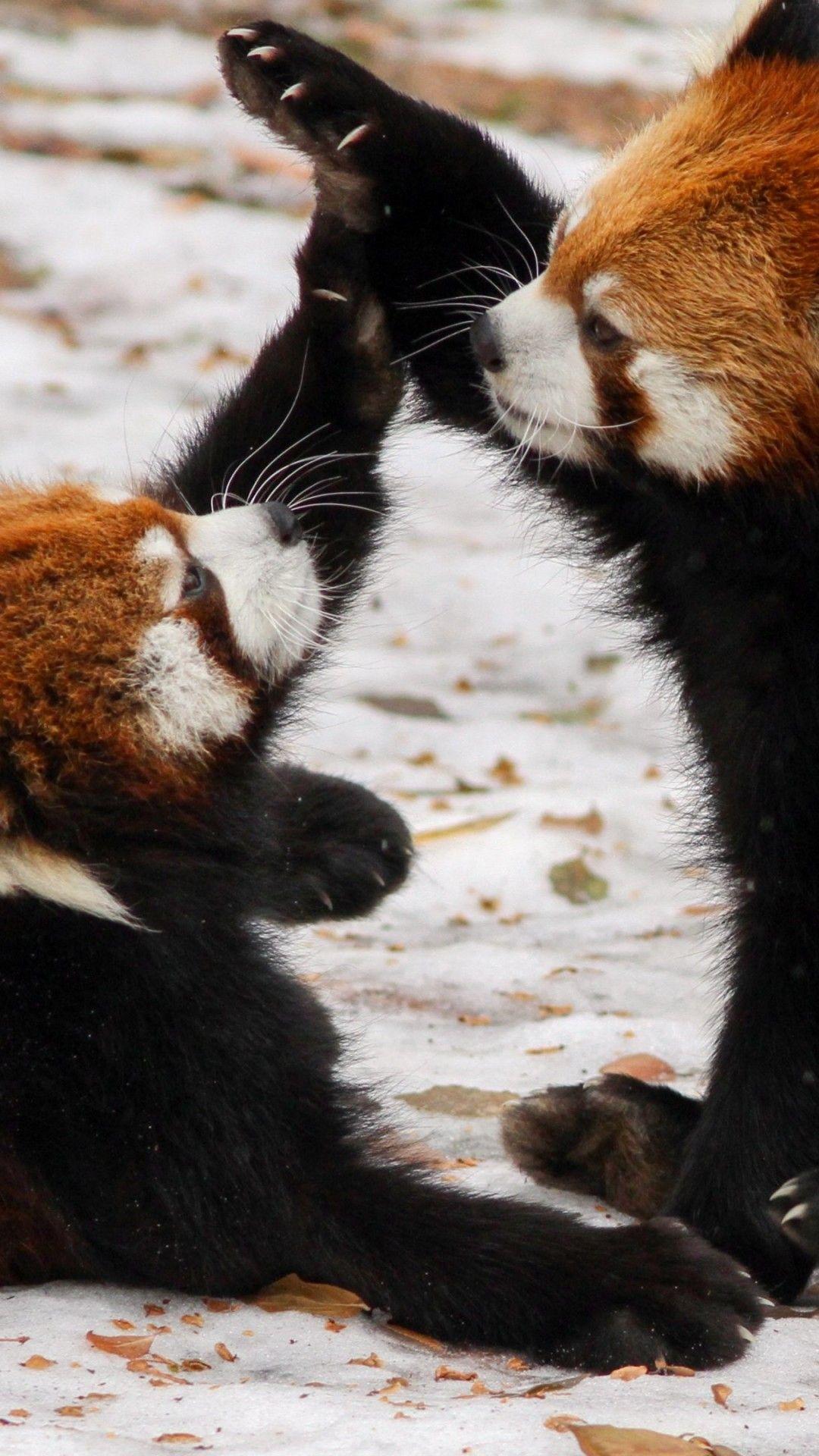 1080x1920 Wallpaper 651780 Data Src Red Panda Wallpaper IPhone
