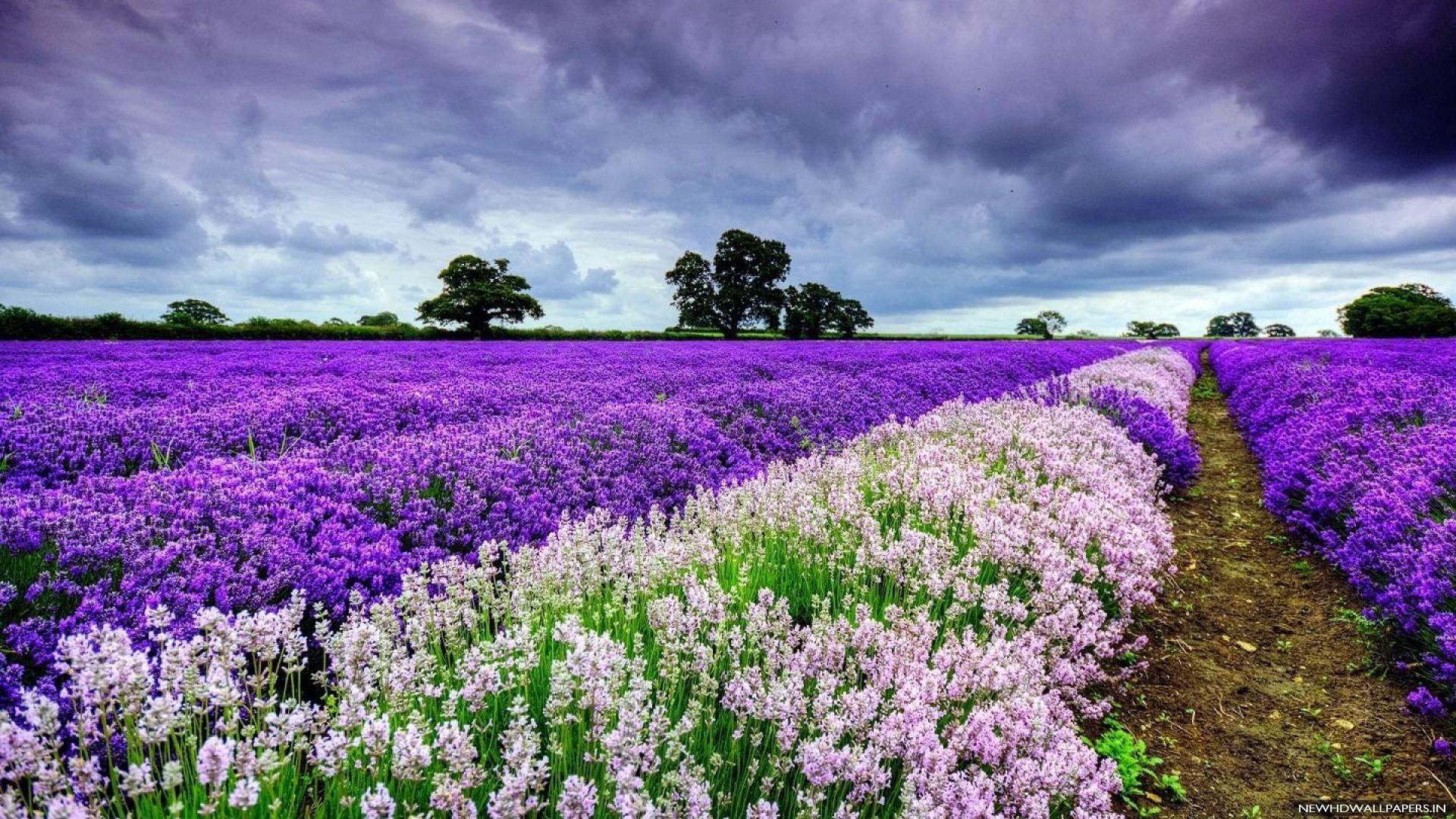 1920x1080 White Purple Flower Field HD Wallpaper HD Desktop Wallpaper Windows Picture 1920x1080