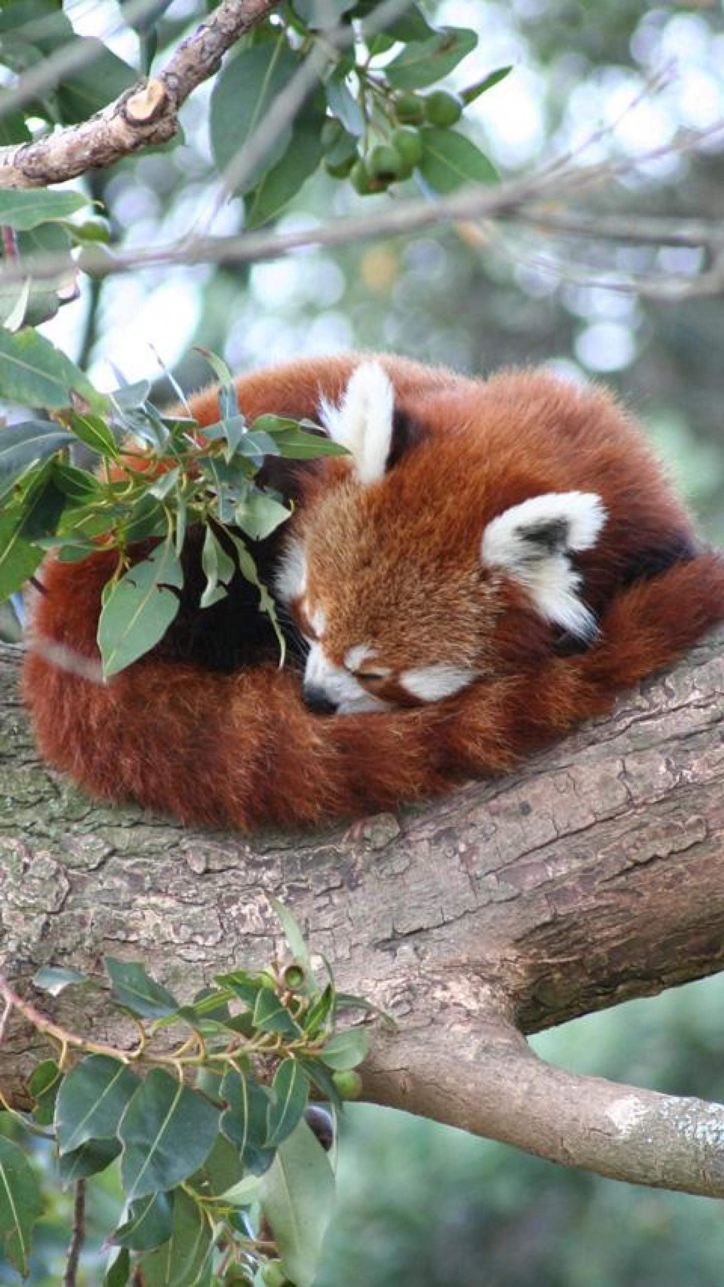 1440x2560 Red Panda Phone Wallpaper