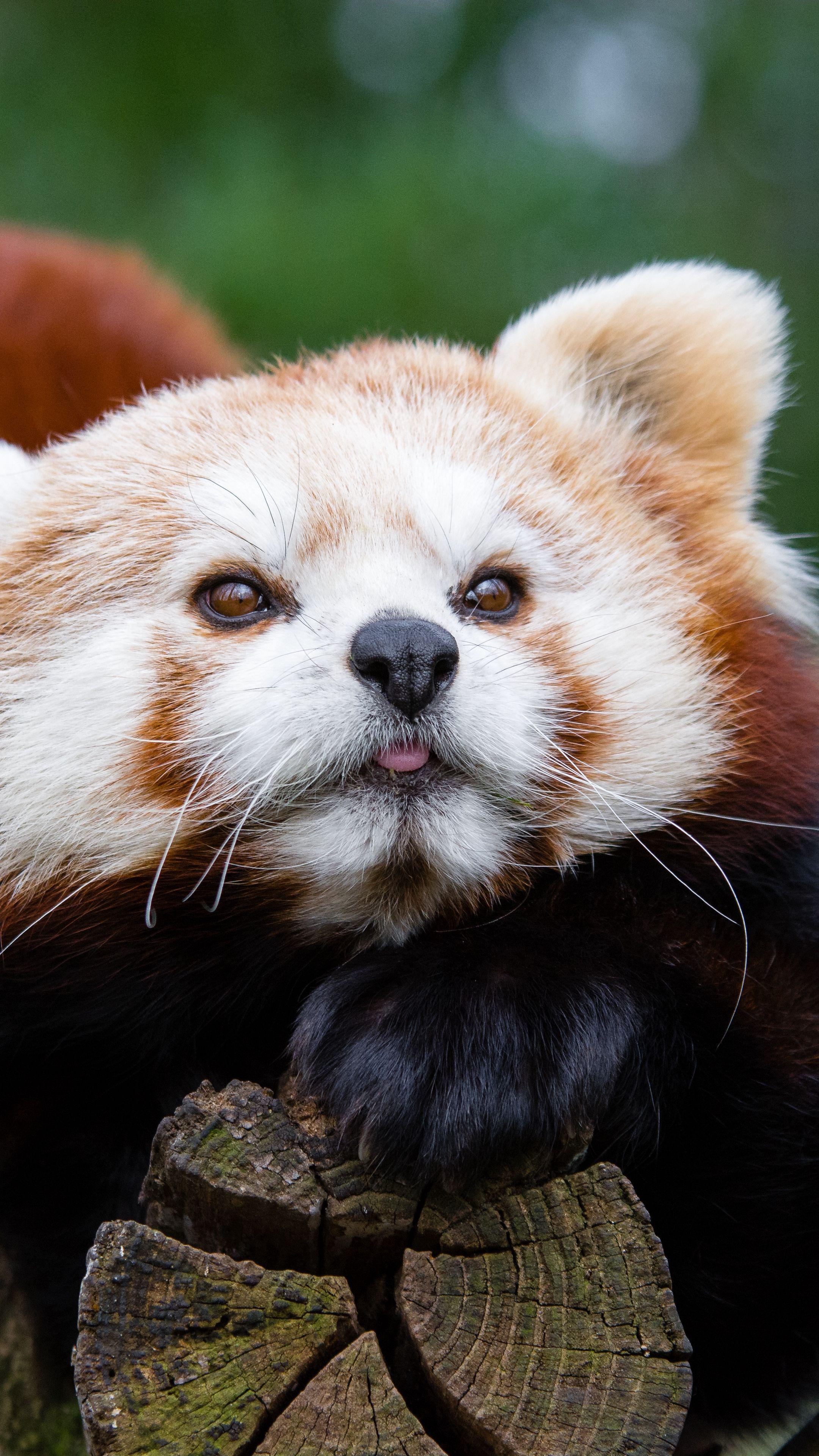 2160x3840 Animals #red #panda, #small #panda, #muzzle #wallpaper HD 4k background for android :). Red panda cute, Happy animals, Red panda