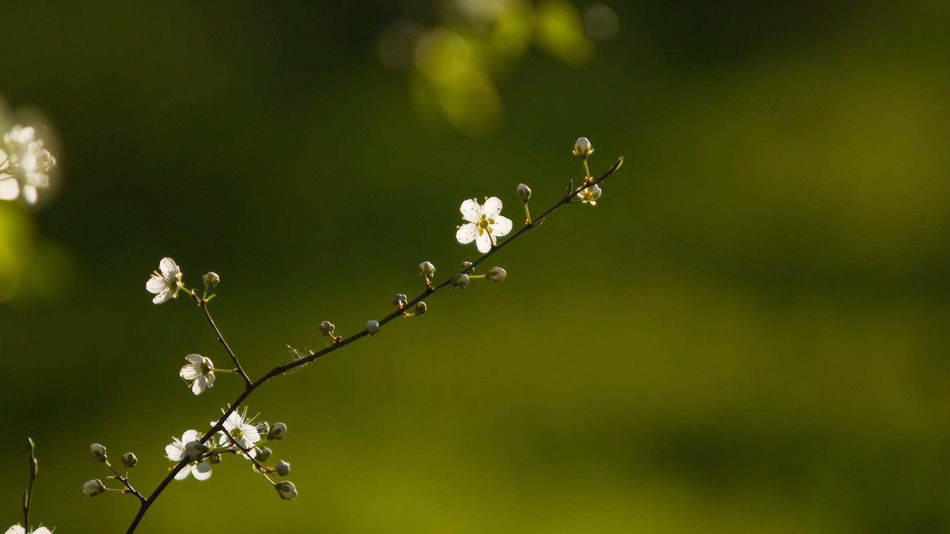 1920x1080 Wallpaper HD Flower