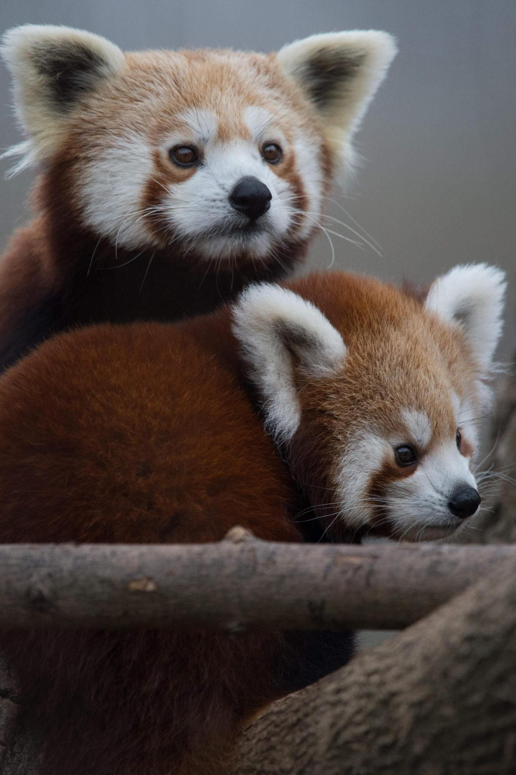 1760x2640 4K wallpaper: Red Panda Cute HD Wallpaper