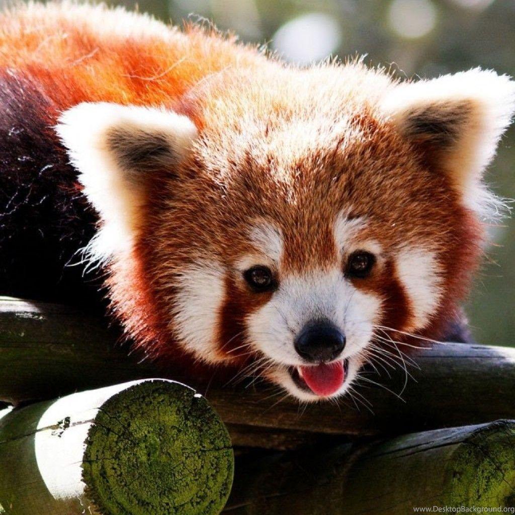 1024x1024 Red Panda iPhone Wallpaper Wallpaper. Desktop Background