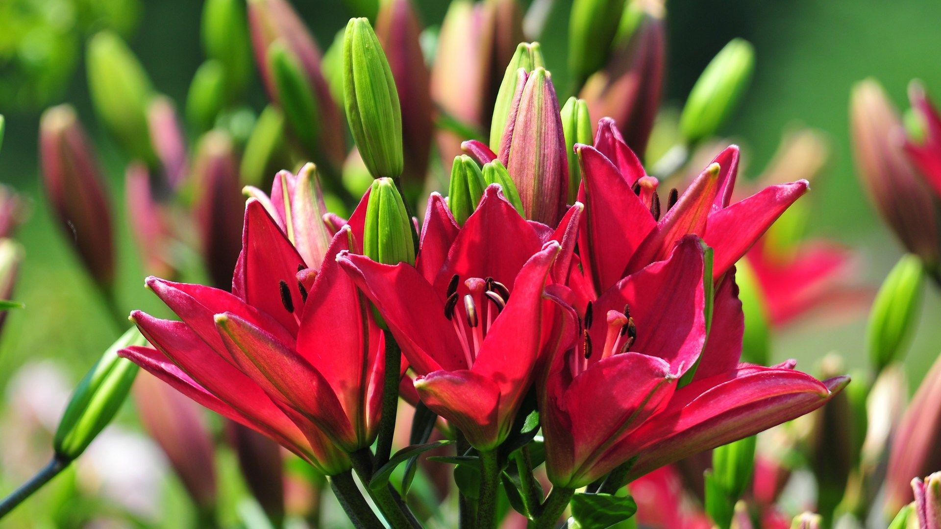 1920x1080 Free New Flowers Image Desktop Background Desktop Wallpaper HD