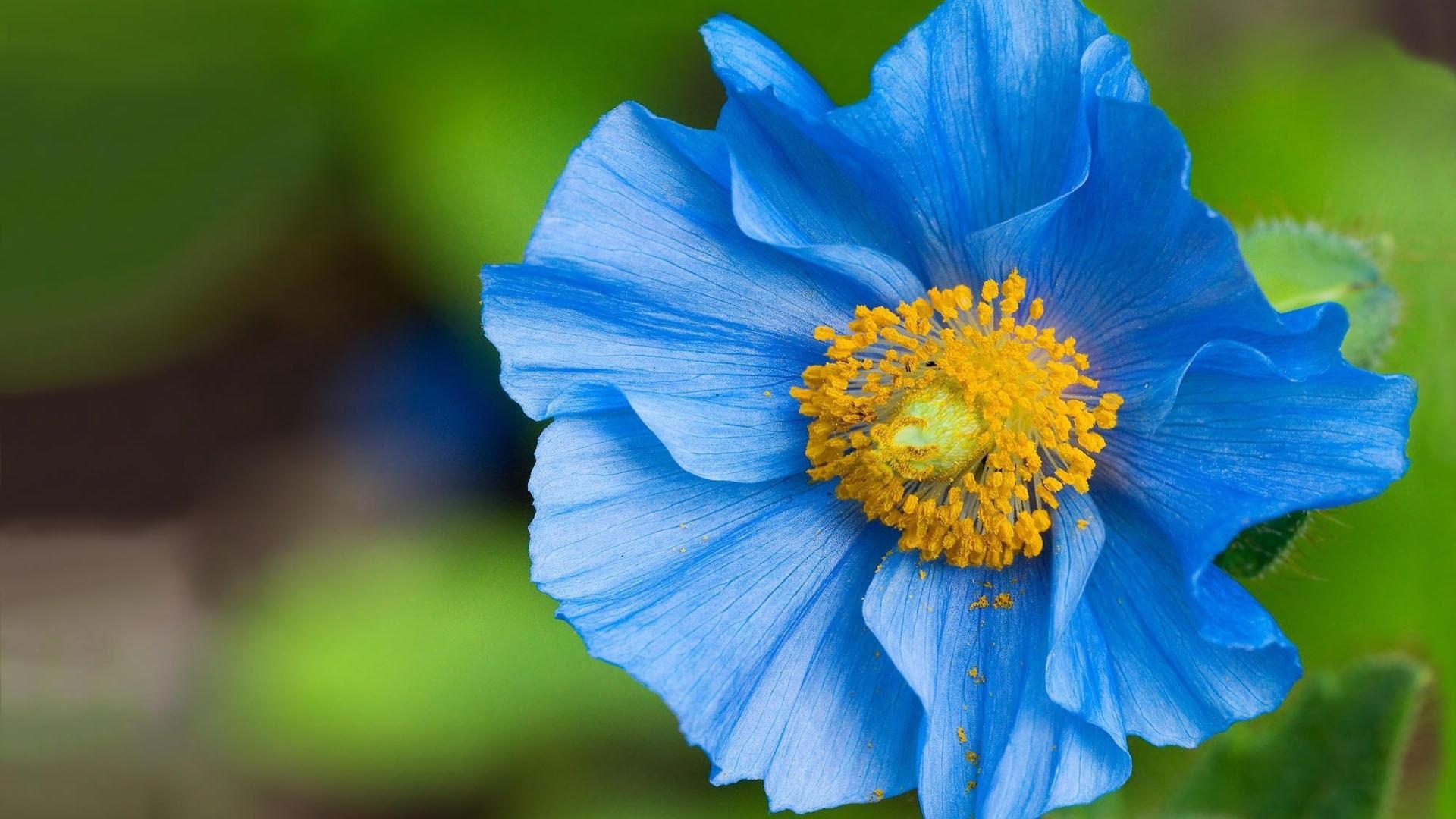 1920x1080 Free download Pc Wallpaper HD 1080p Flower Desktop full h [1920x1080] for your Desktop, Mobile & Tablet. Explore Flowers Wallpaper HD 1080P. Wallpaper Flowers Rose HD, HD Flower Desktop