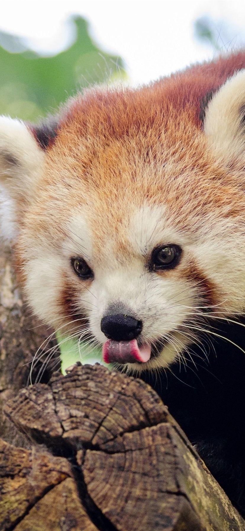 828x1792 Red Panda In Tree, Bokeh 1080x1920 IPhone 8 7 6 6S Plus Wallpaper, Background, Picture, Image