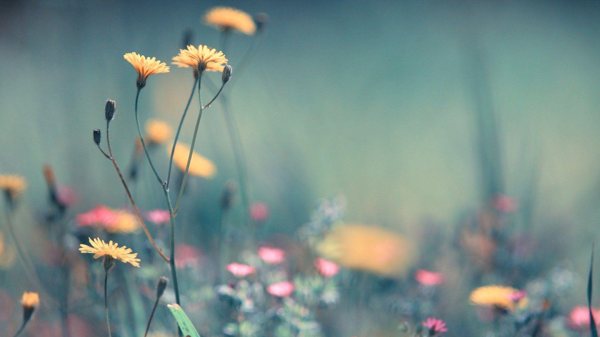 1920x1080 Full HD Flowers Wallpaper