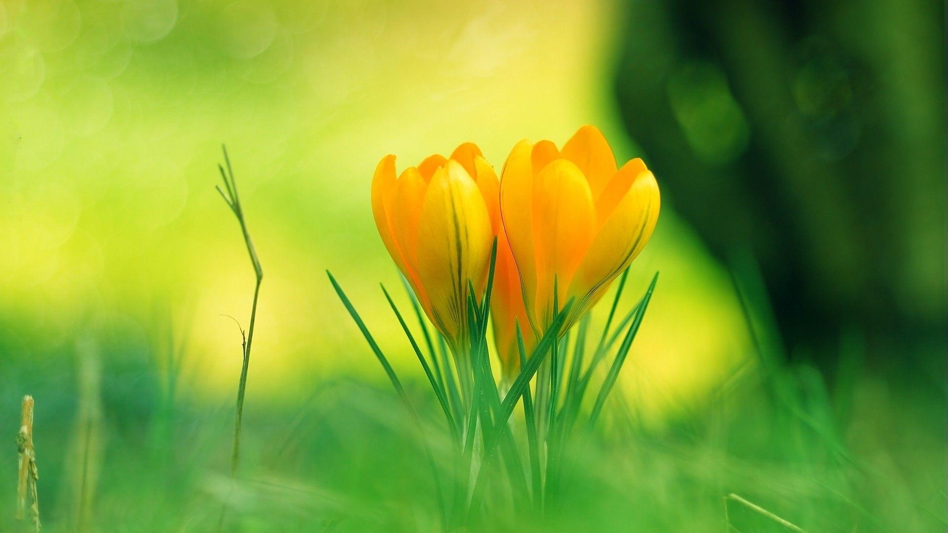 1920x1080 nature flowers macro crocus depth of field 1920x1080 wallpaper