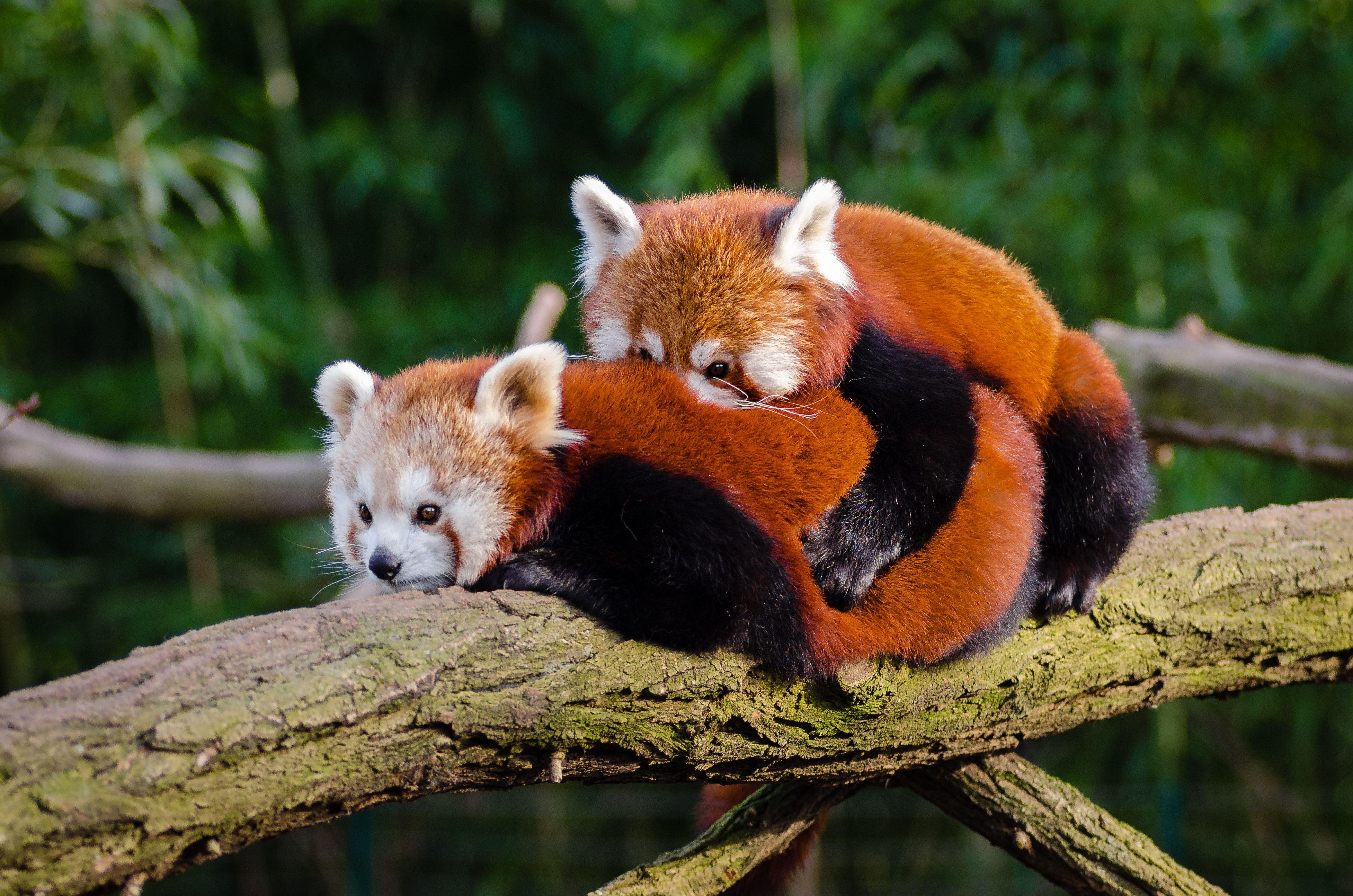 4211x2789 Photo of Red Pandas Resting on a Tree Branch · Free