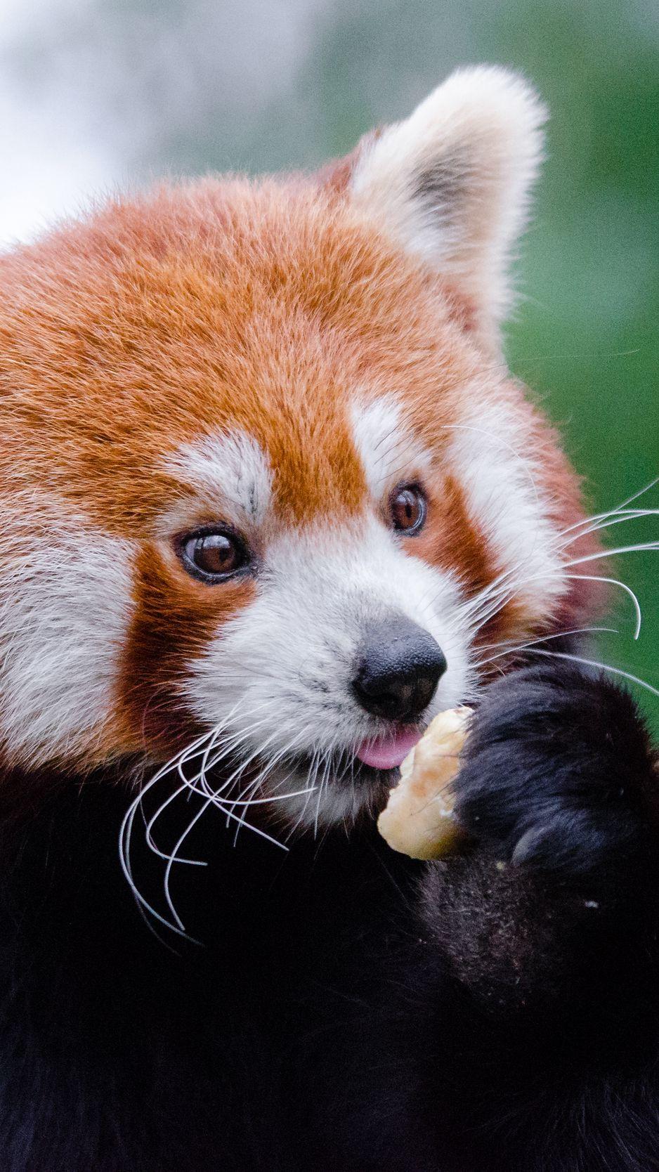 938x1668 Download Wallpaper 938x1668 Red Panda, Lesser Panda, Food, Cute Iphone 8 7 6s 6 For Parallax HD Background