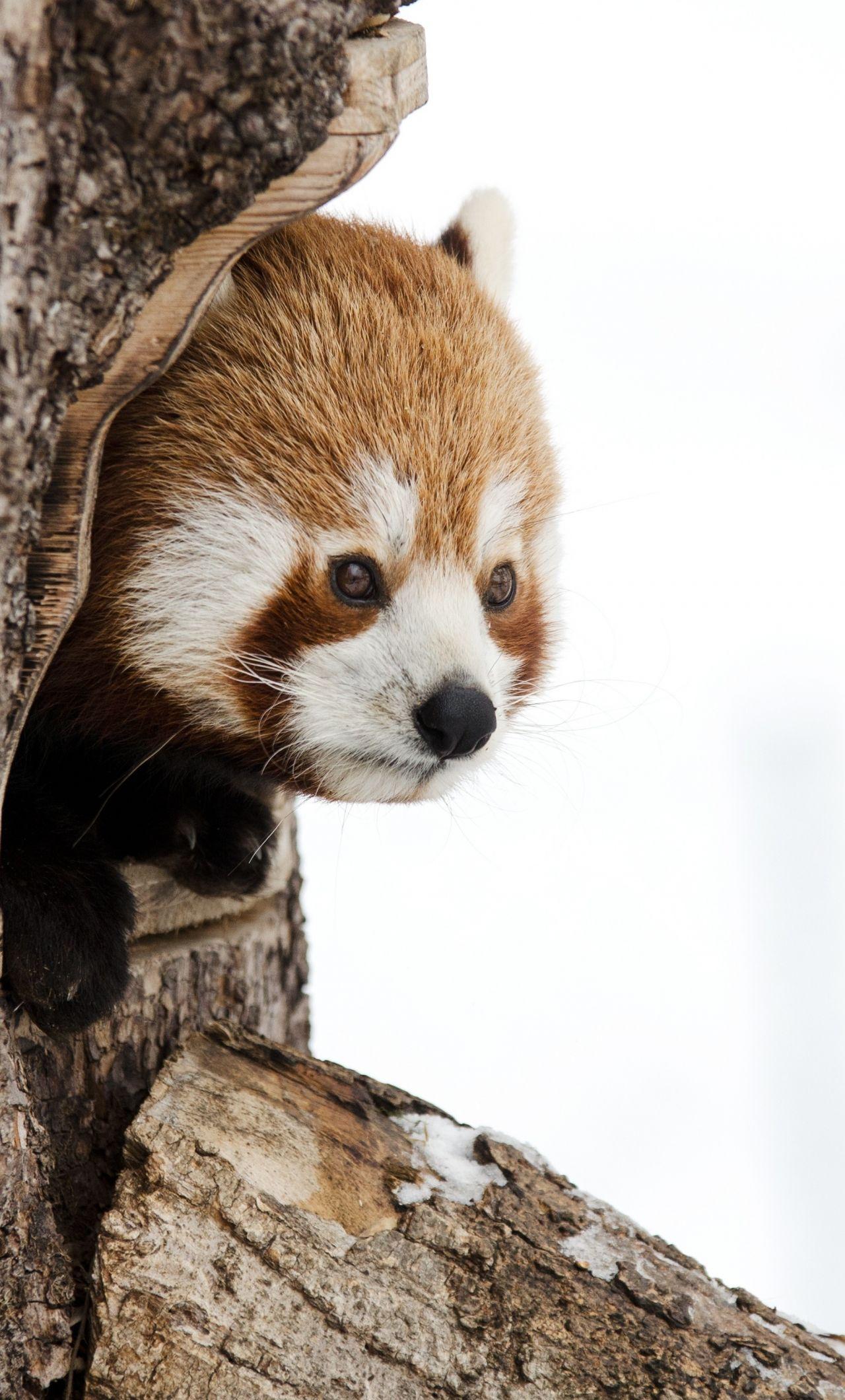 Red Panda Cute iPhone Wallpapers Top Free Red Panda Cute