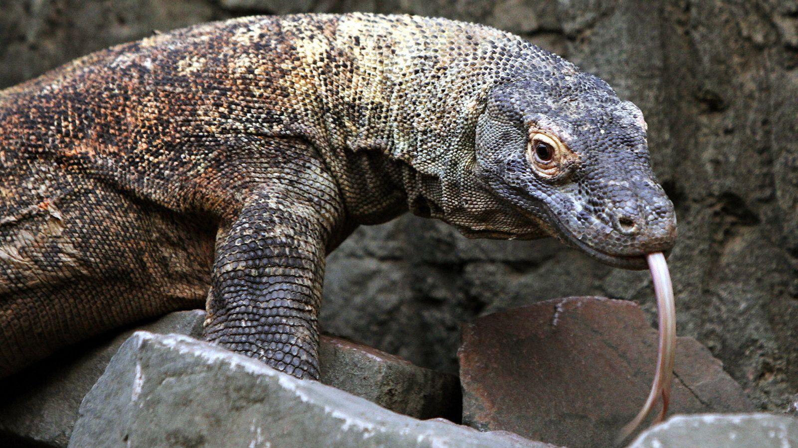 1600x900 Genome Study Reveals Clues to Komodo Dragon's Unique Abilities