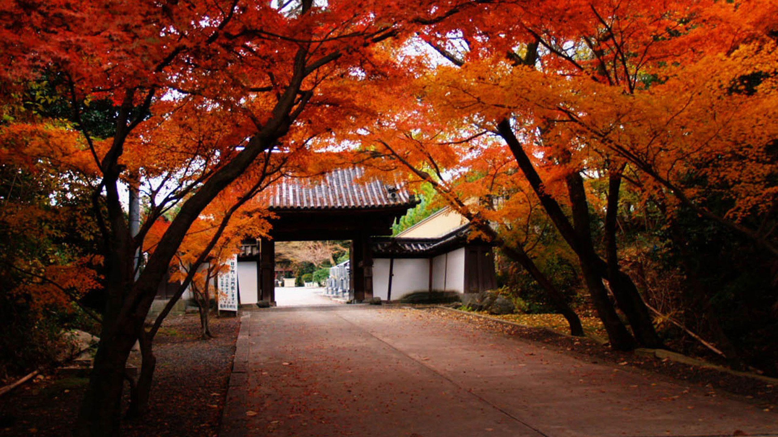 2560x1440 Japanese Autumn Wallpaper