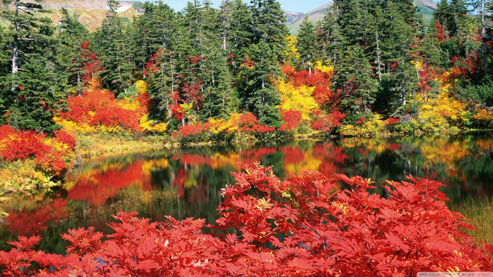 1600x900 Autumn, Japan Ultra HD Desktop Background Wallpaper for 4K UHD TV : Widescreen & UltraWide Desktop & Laptop : Tablet