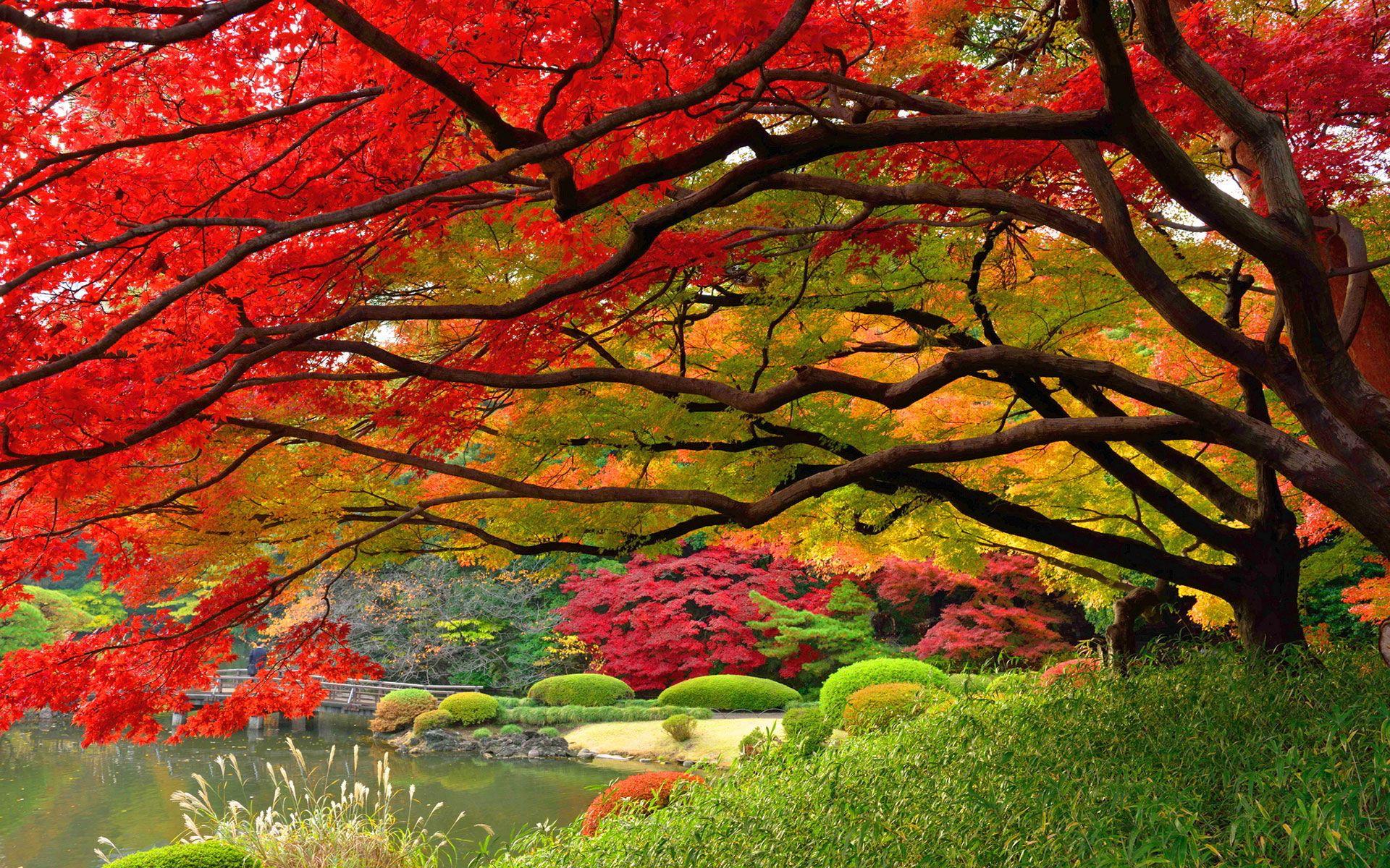1920x1200 Autumn Wallpaper Japan HD Autumn Wallpaper Examples Japan Wallpaper HD Wallpaper & Background Download
