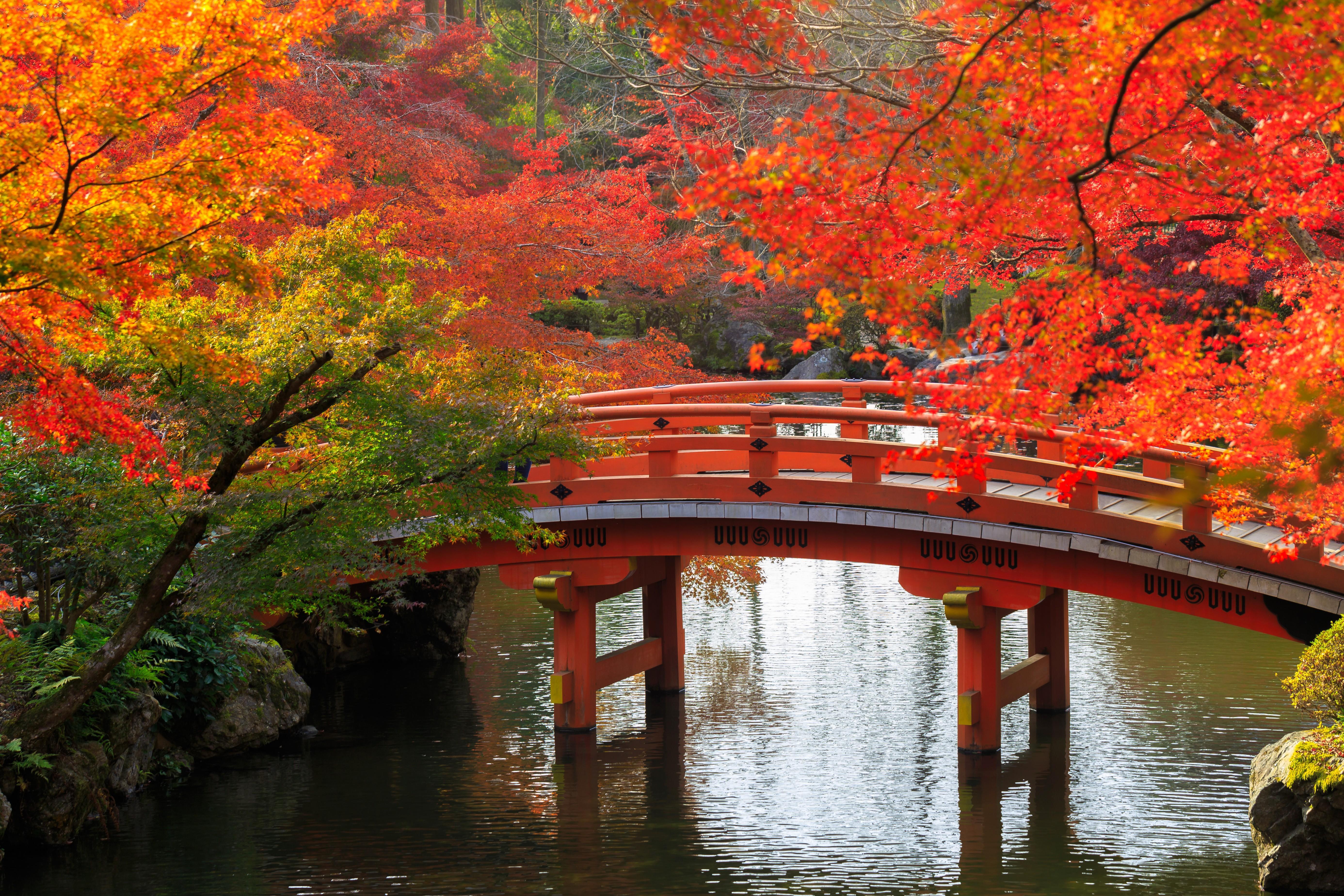 5544x3696 Japanese Autumn Wallpaper