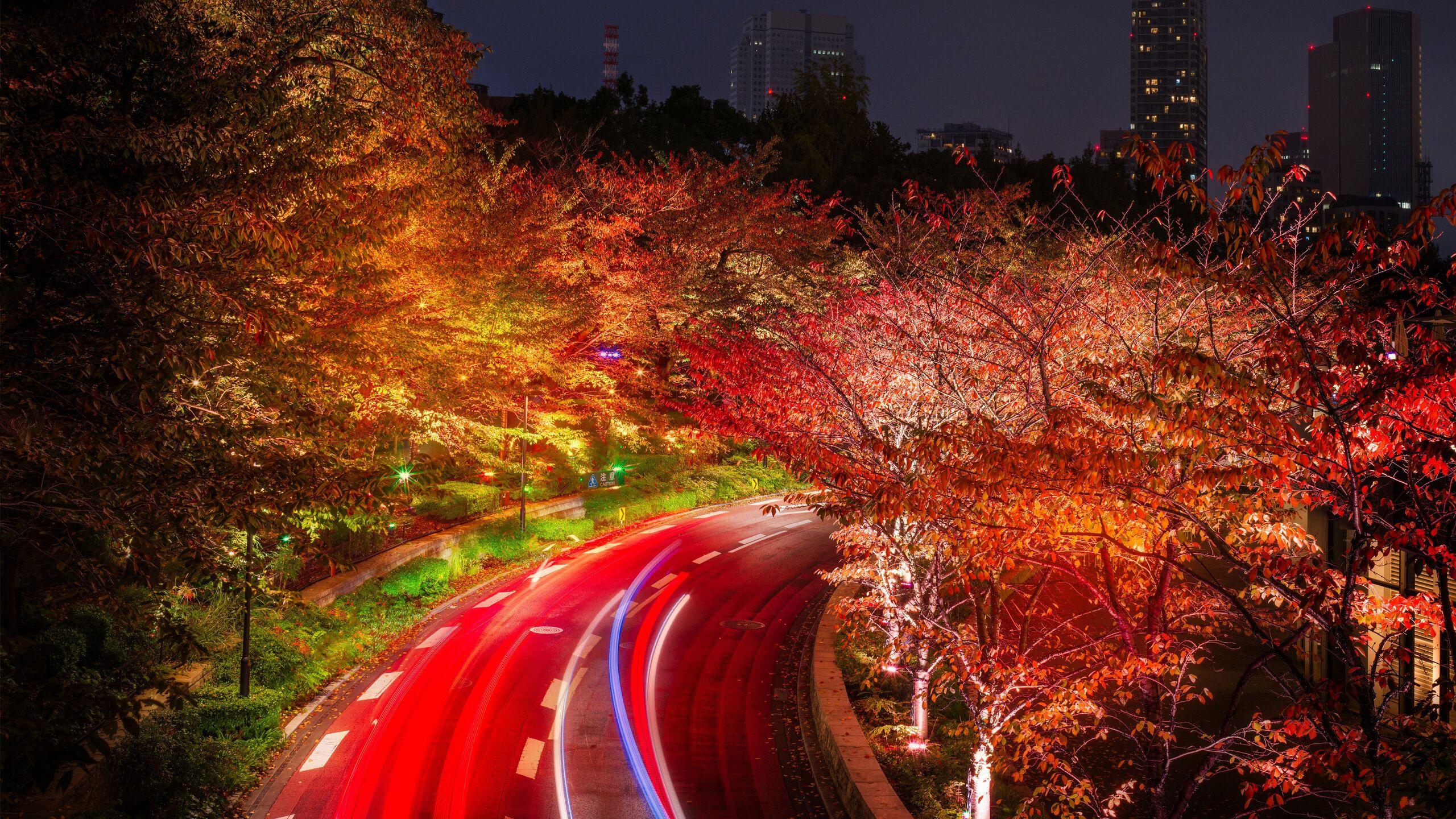 2560x1440 Japan Tokyo Roads Autumn Trees Night 1440P Resolution HD 4k Wallpaper, Image, Background, Photo and Picture