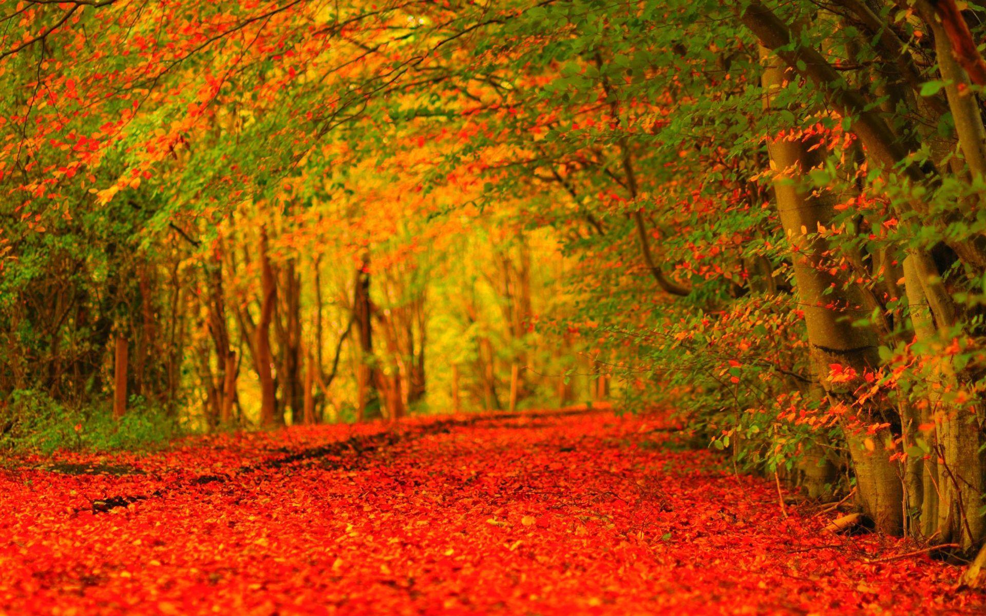 1920x1200 HD wallpaper red forest in autumn HD Wallpaper. Autumn wallpaper hd, Desktop wallpaper fall, Fall wallpaper