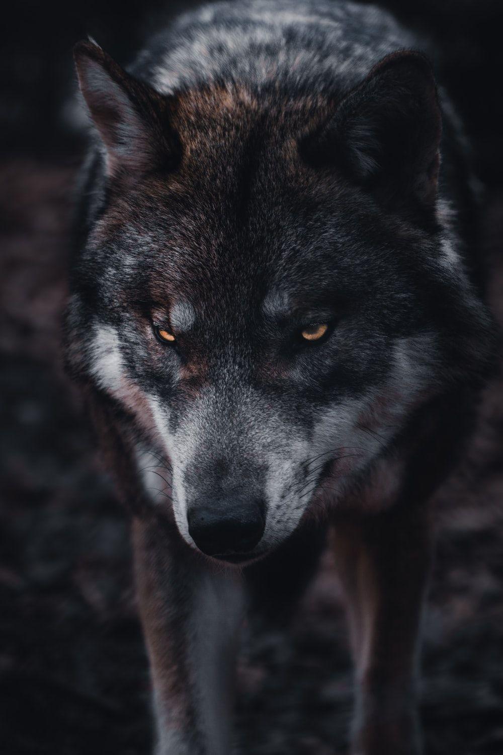Wolf Mobile Wallpapers Top Free Wolf Mobile Backgrounds WallpaperAccess