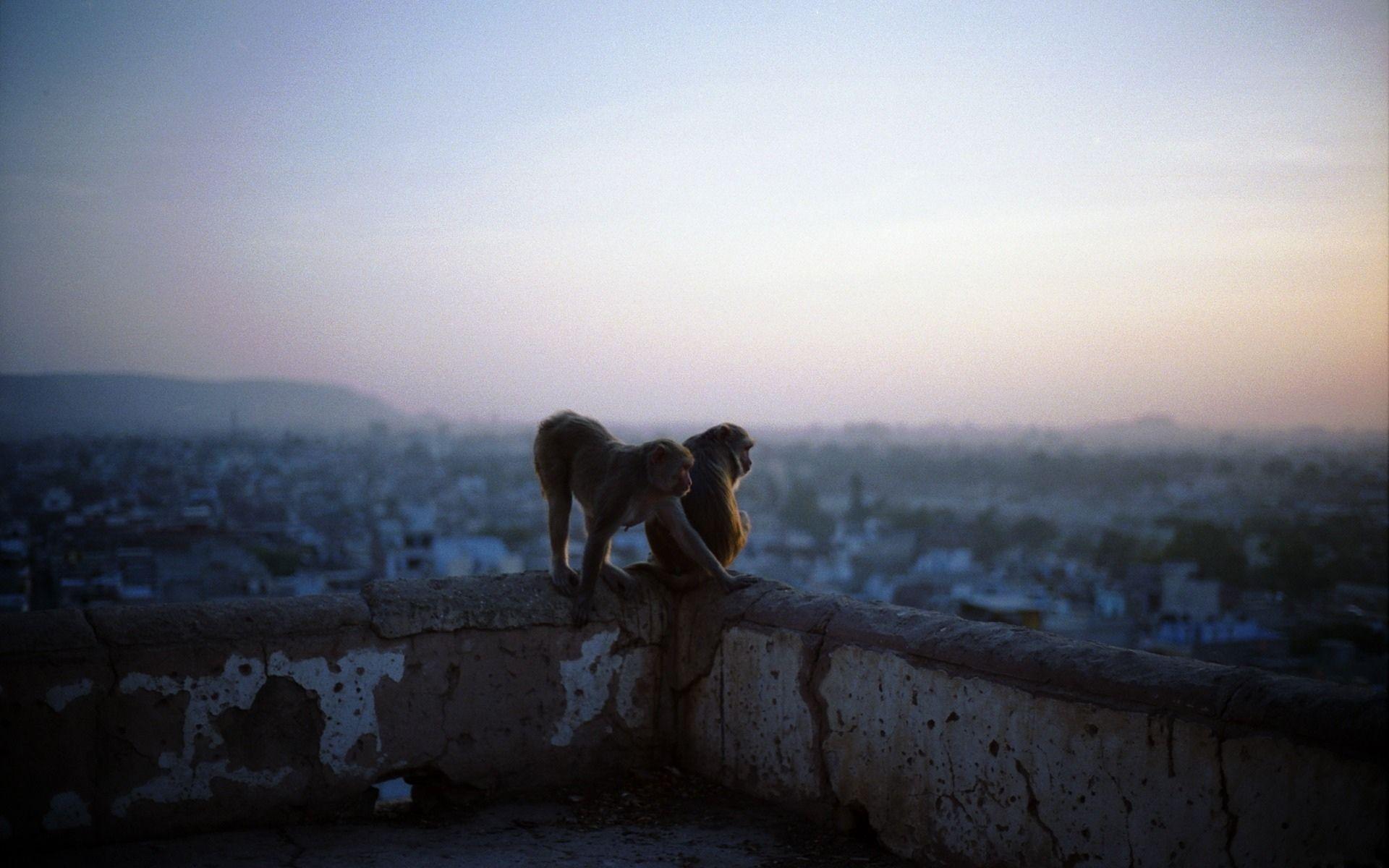 1920x1200 dawn, Animals, Pets, City, Landscape, Monkeys Wallpaper HD / Desktop and Mobile Background
