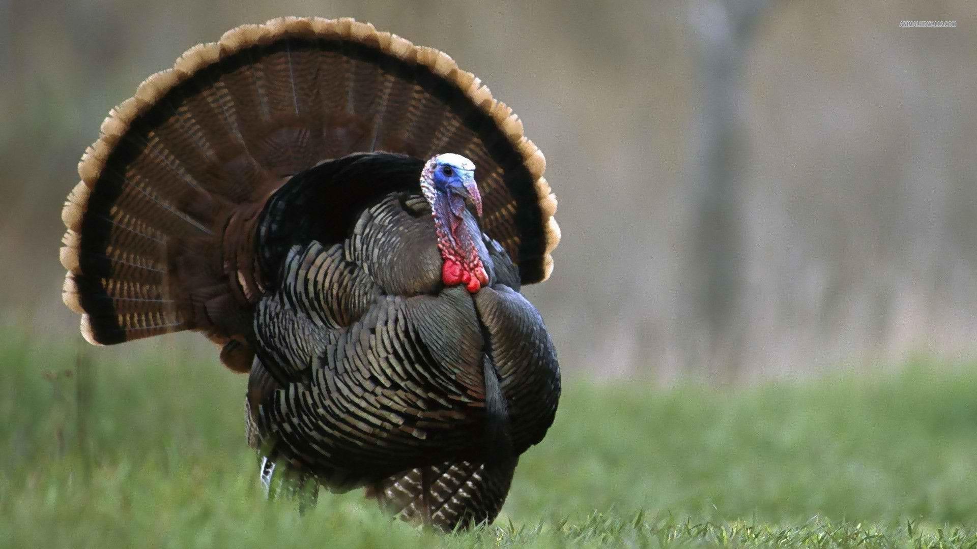 1920x1080 High Quality Turkey Wild Turkey Wallpaper