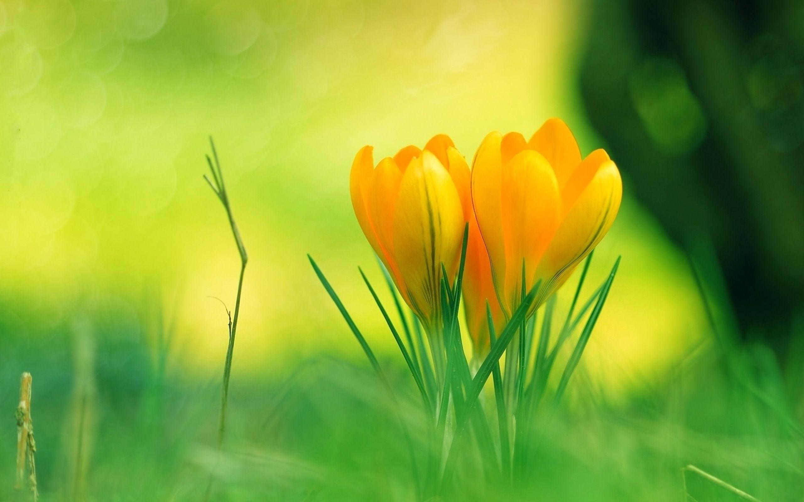 2560x1600 Nature Flowers HD Background