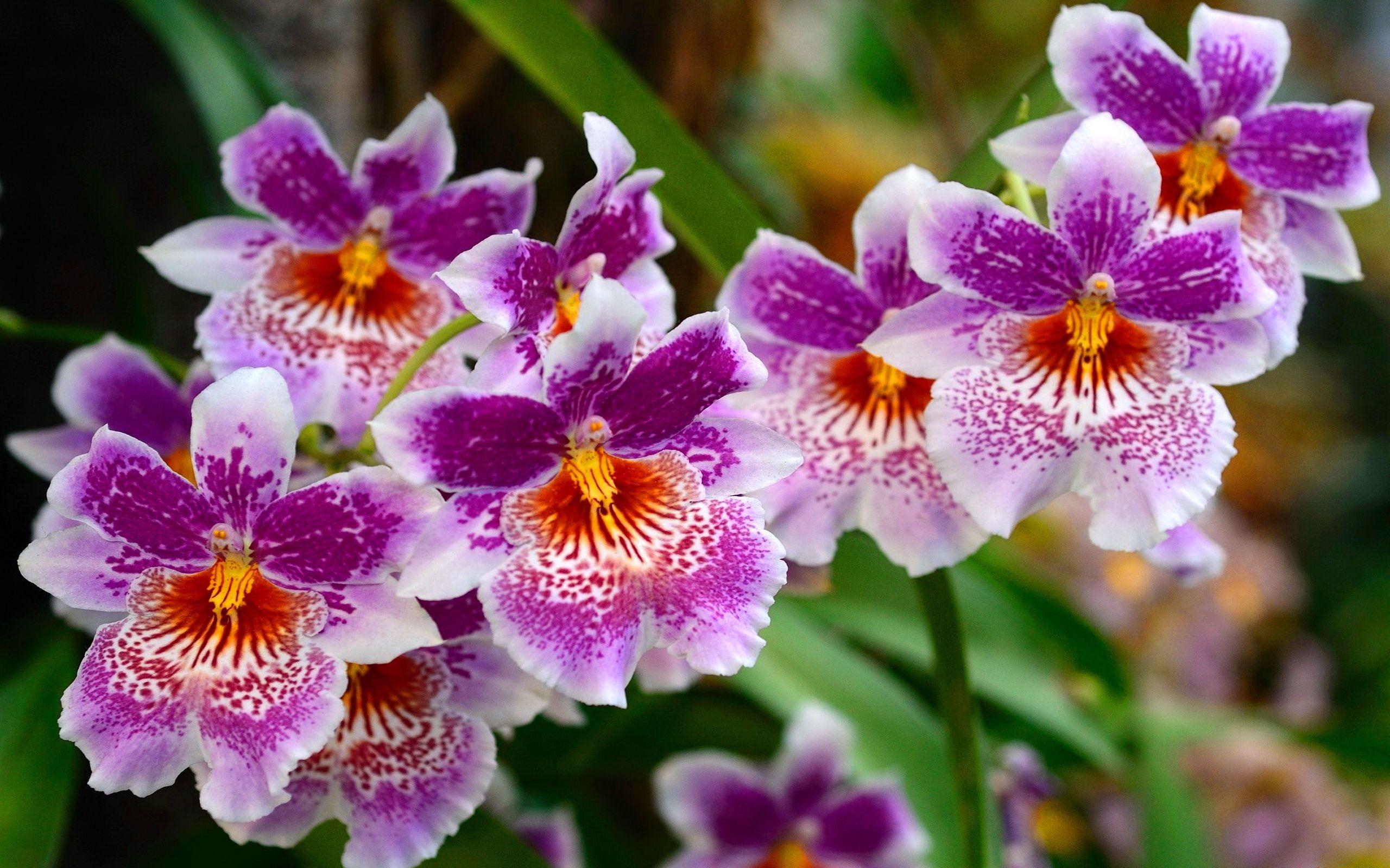 2560x1600 Beautiful Flowers HD Desktop Nature .