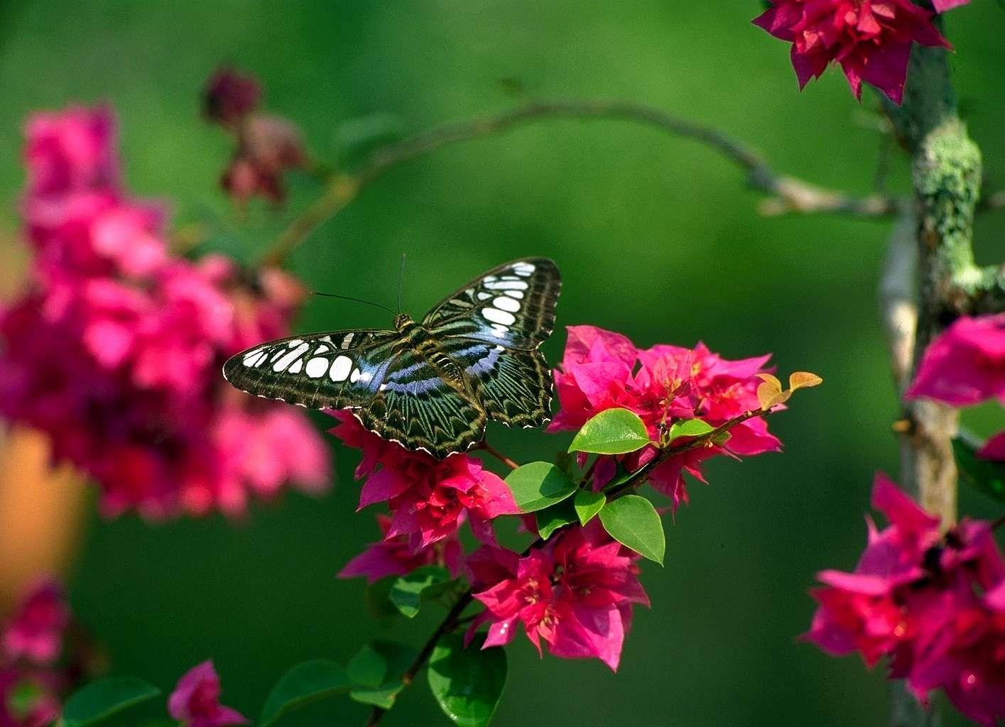 1415x1024 Nature Flowers Computer Wallpaper .