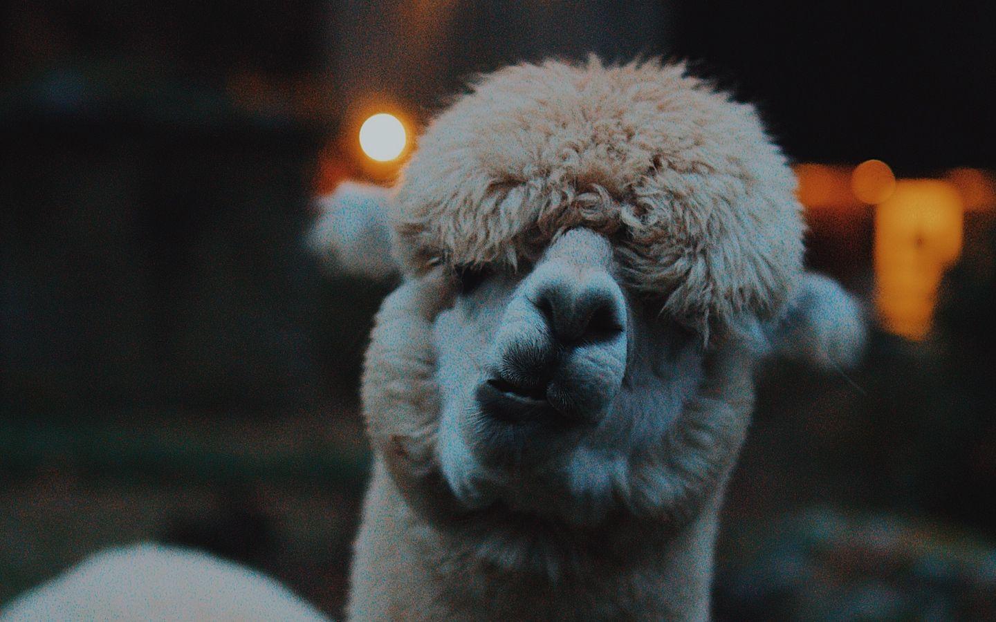 1440x900 Wallpaper Lama, Llama, Funny, Camel, Emotions