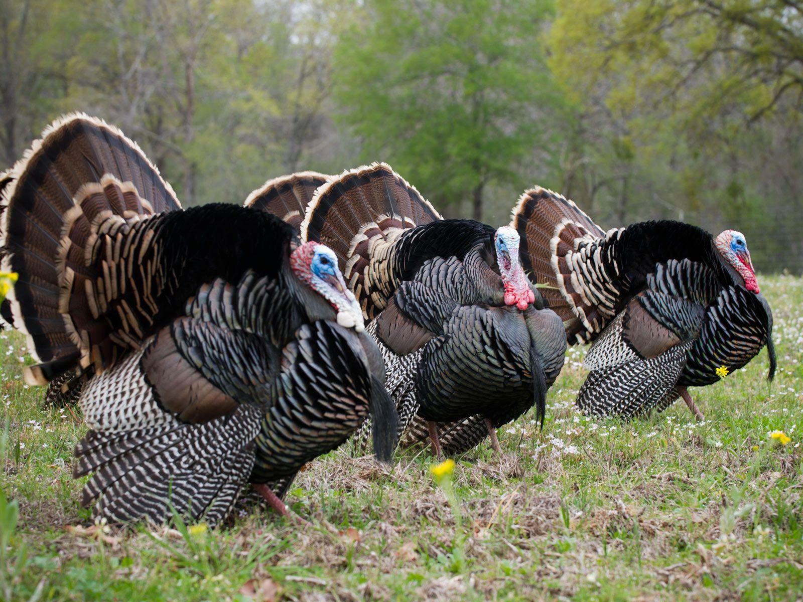 1600x1200 Ohio hunters harvest more than 100 turkeys opening day, Meigs