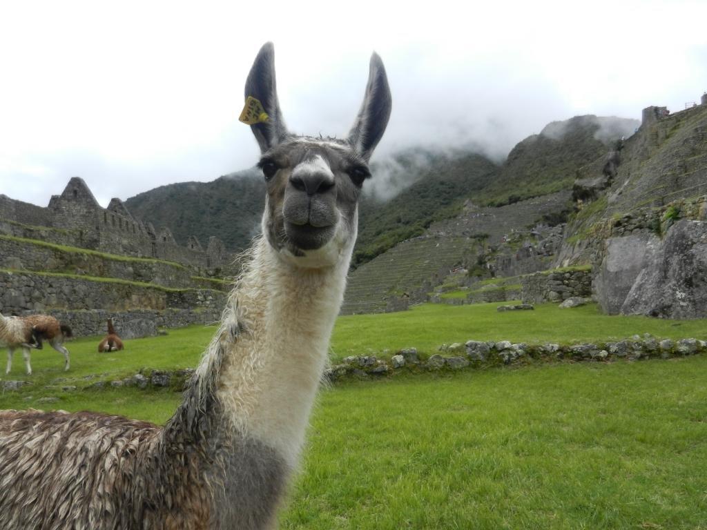 Llama HD Wallpapers - Top Free Llama HD Backgrounds - WallpaperAccess