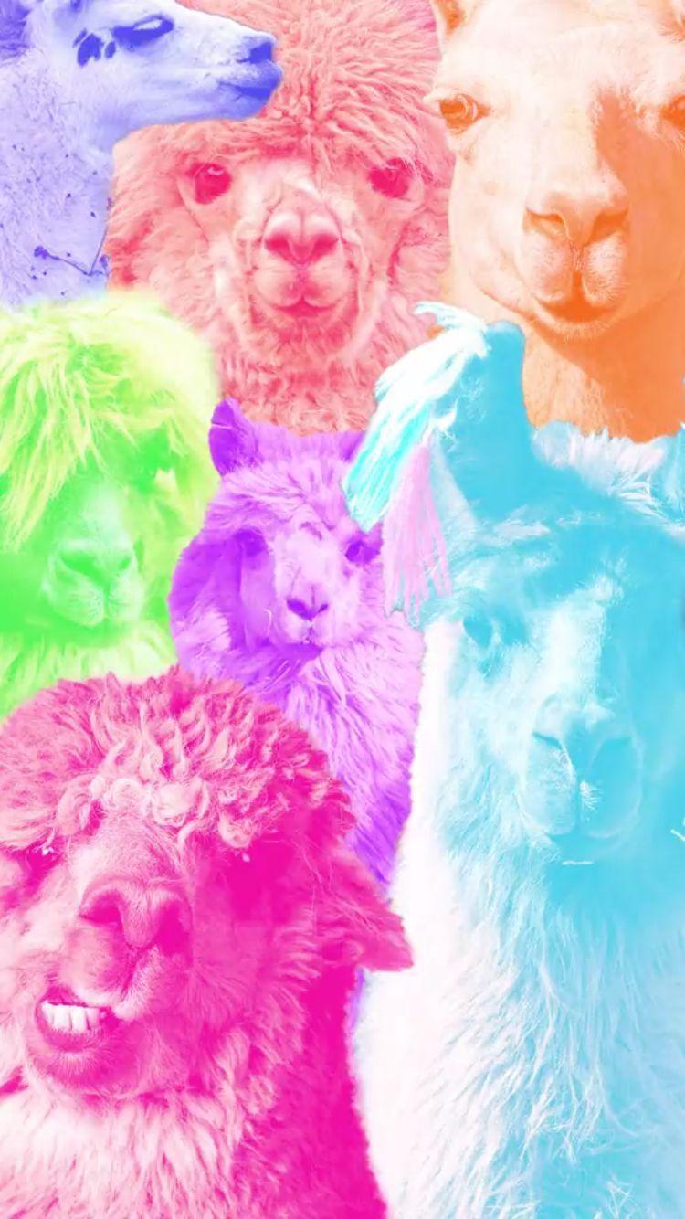 750x1334 Llama Background HD Wallpaper