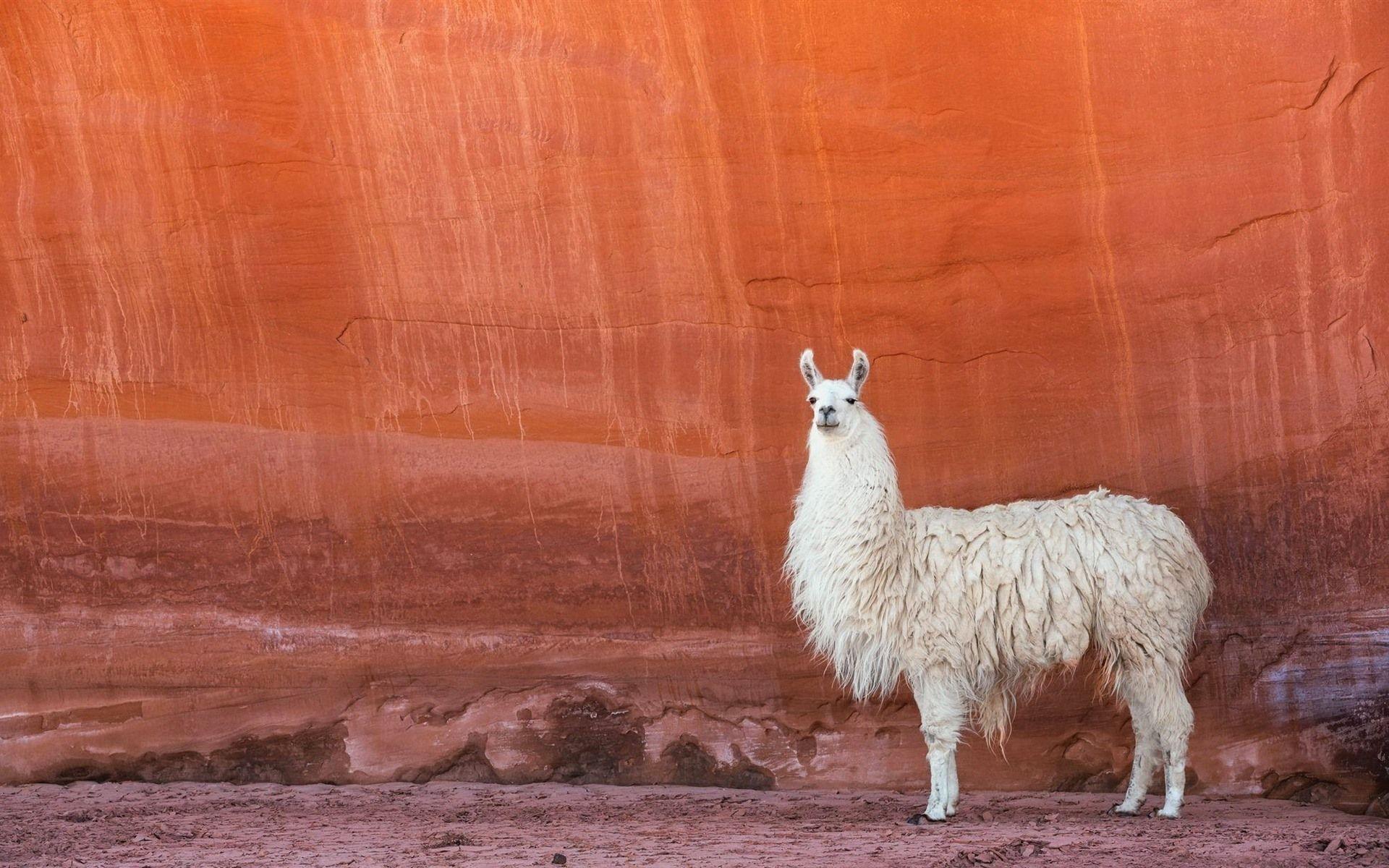 Llama HD Wallpapers - Top Free Llama HD Backgrounds - WallpaperAccess