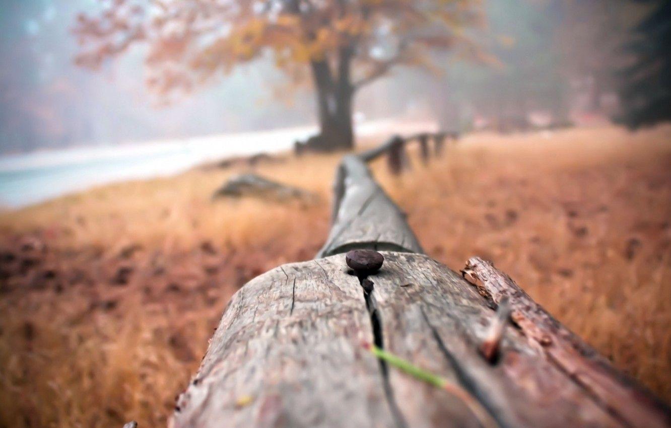 1332x850 Wallpaper Abstract, Wallpaper, Photography, Close Up, Field, Landscape, Nature, Autumn, Country, Scene, Fall, Ranch Image For Desktop, Section природа