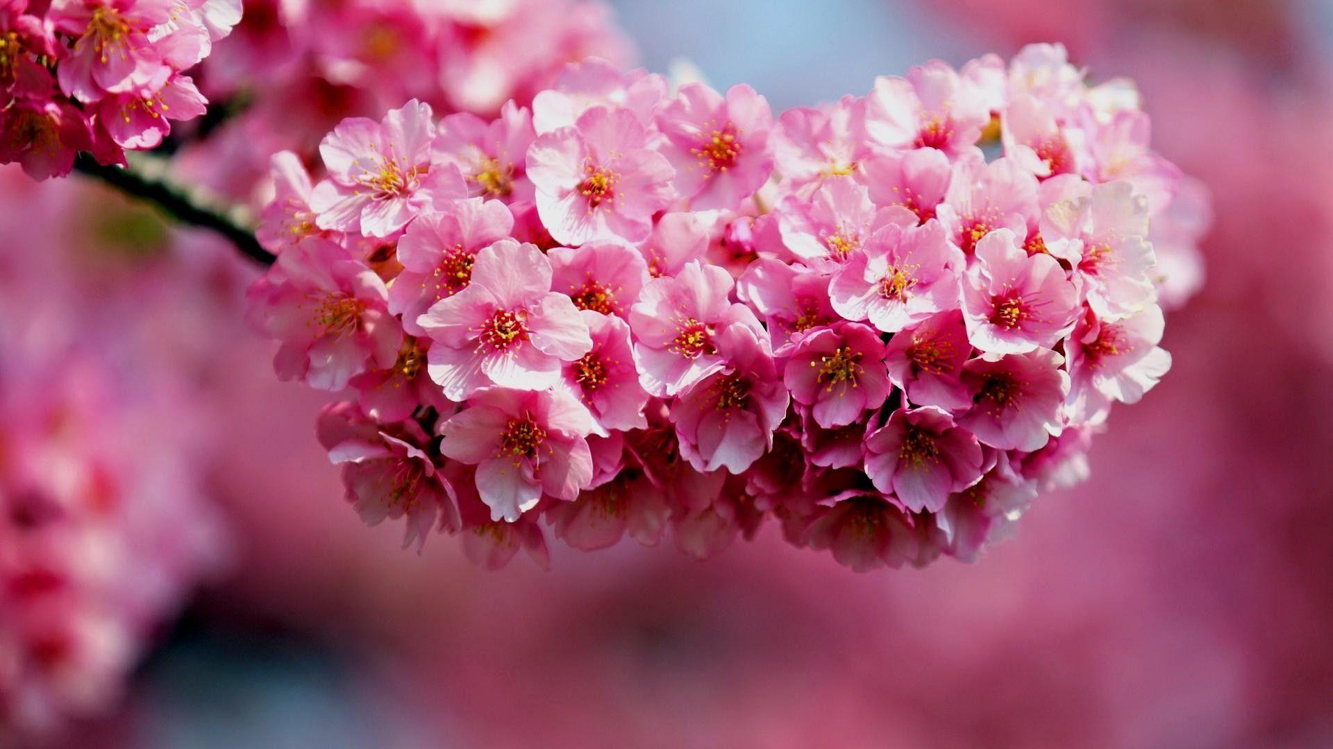 1920x1080 Desktop Wallpaper HD Nature Flower