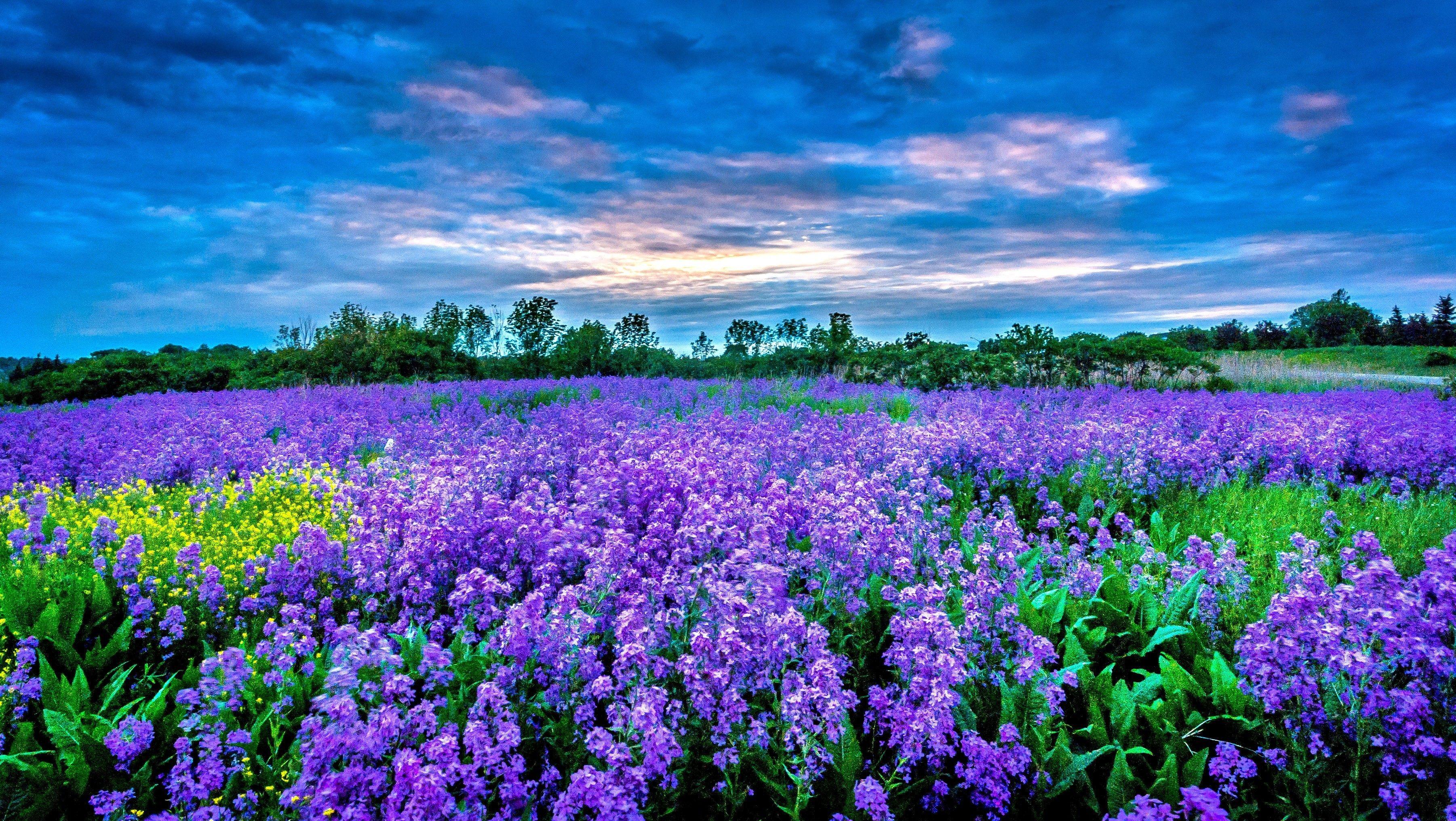 3603x2032 Field of Flowers Computer Background .