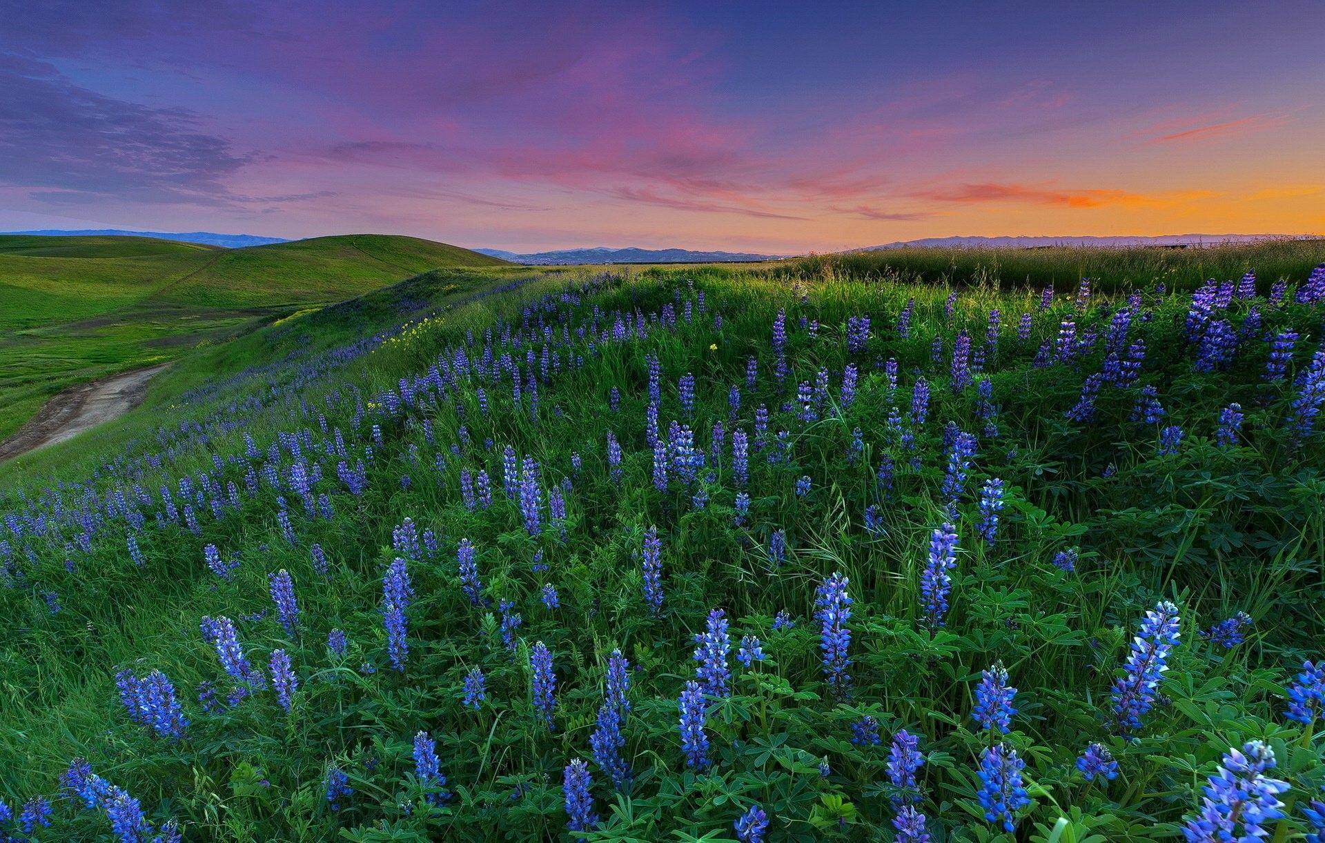 1920x1222 Flower Wallpaper Hd, Wallpaper, Sunset, 1080p, Natural
